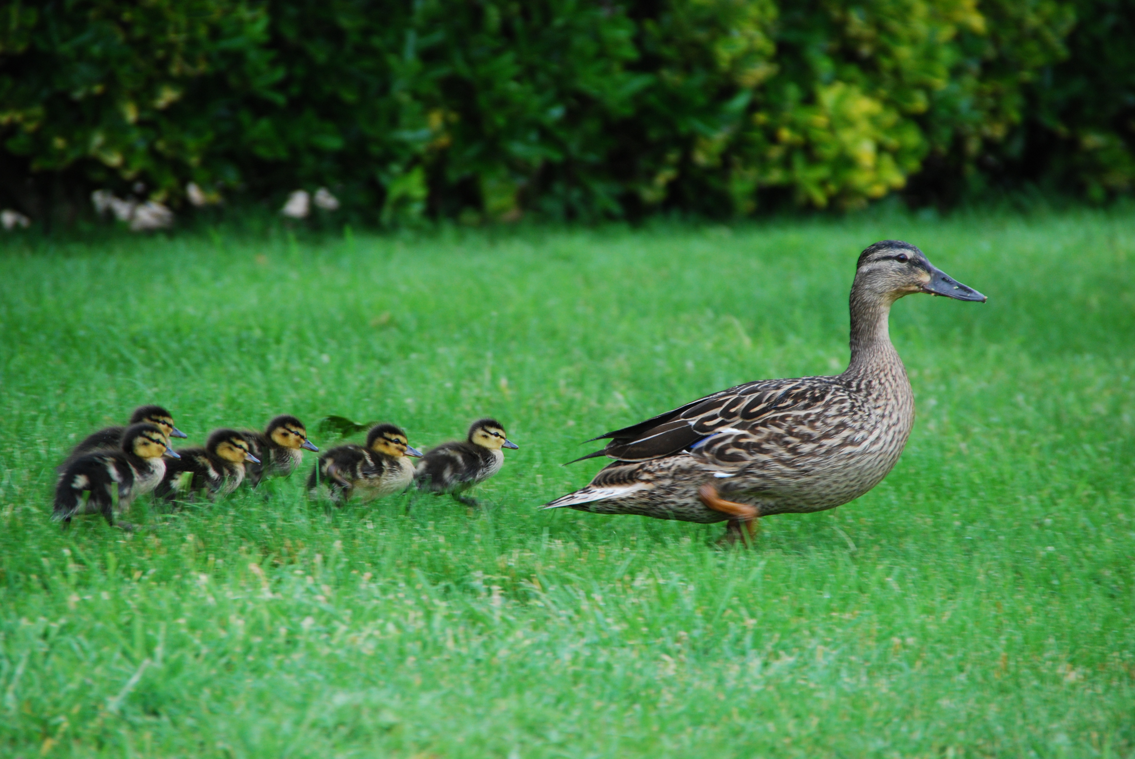Six Little Ducklings – Broadway Manor Cottages