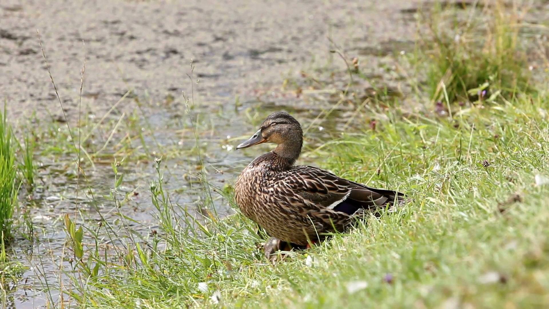 Wild duck with ducklings resting Stock Video Footage - VideoBlocks