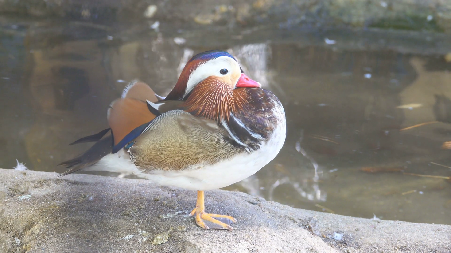 Closeup male mandarin duck (Aix galericulata) swimming, Stock Video ...
