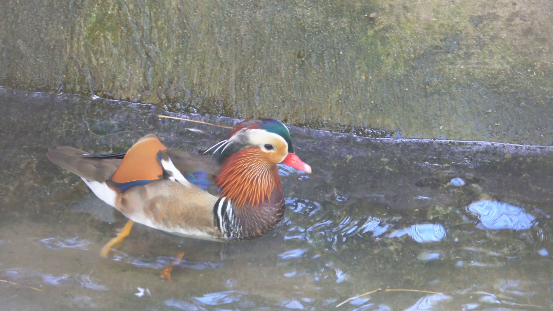Closeup male mandarin duck (Aix galericulata) swimming, Stock Video ...
