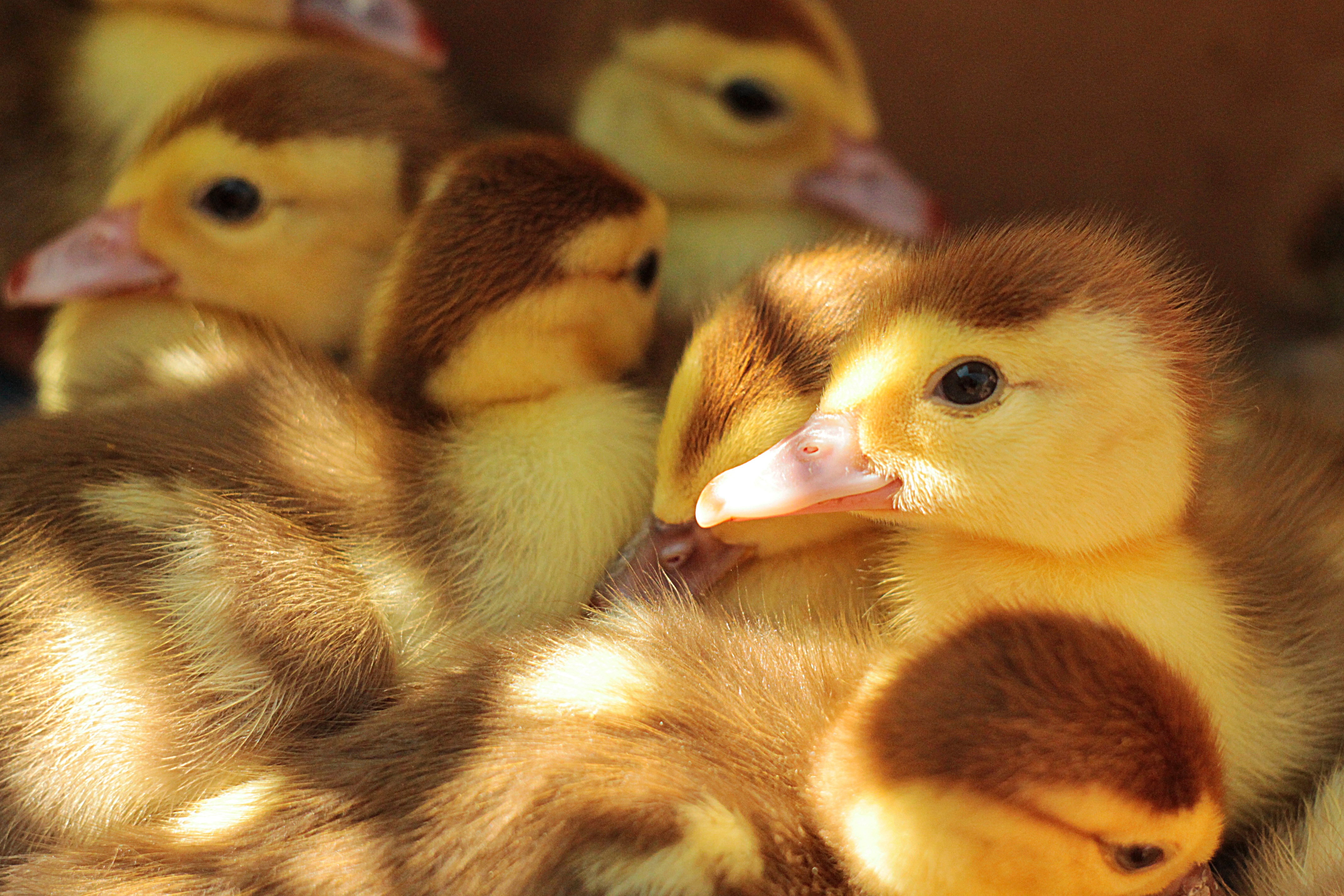 Duck Face, Birds, Chickens, Chicks, Duck, HQ Photo