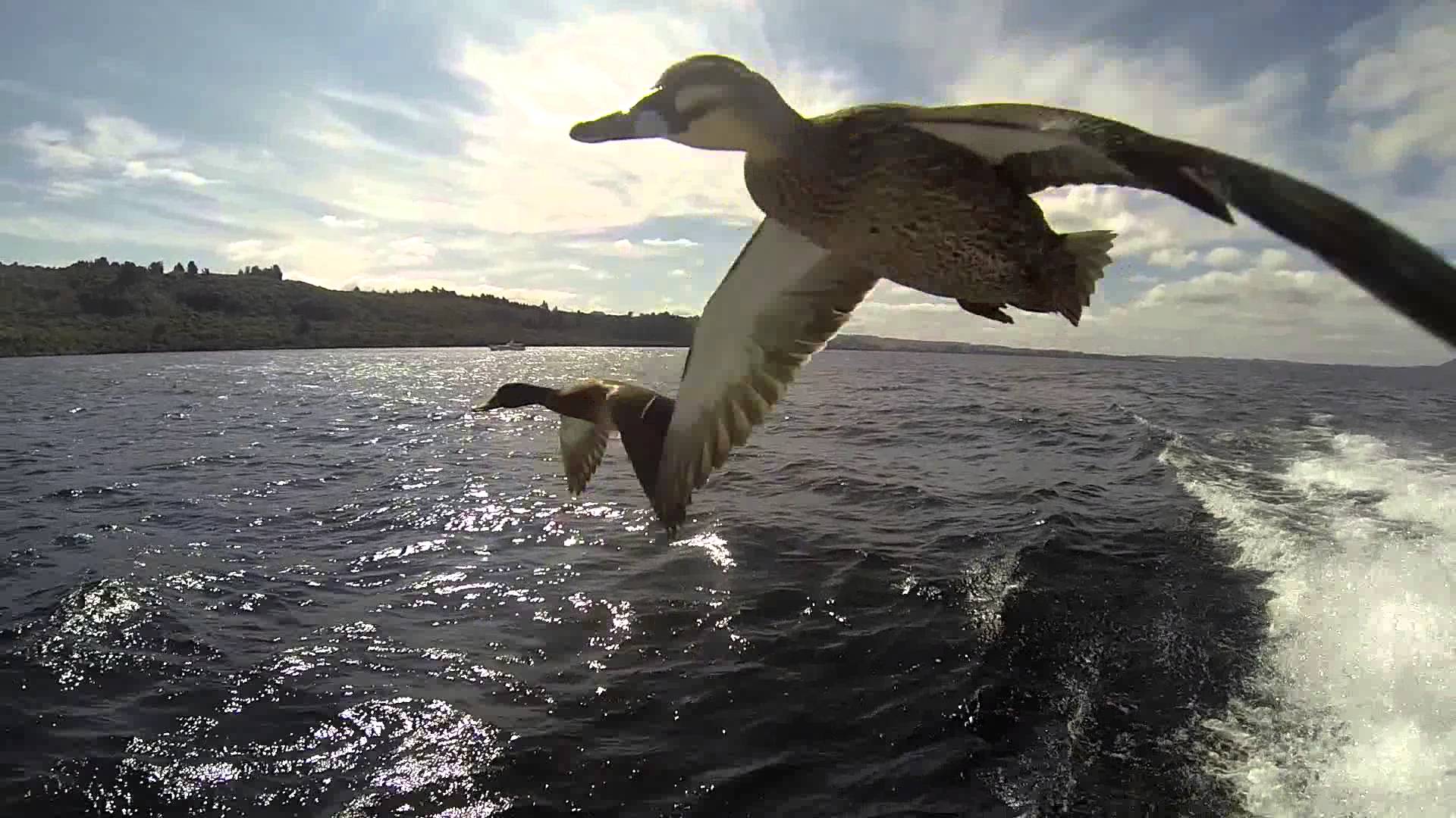 Flying Ducks - so close, you can almost touch, just incredible - YouTube