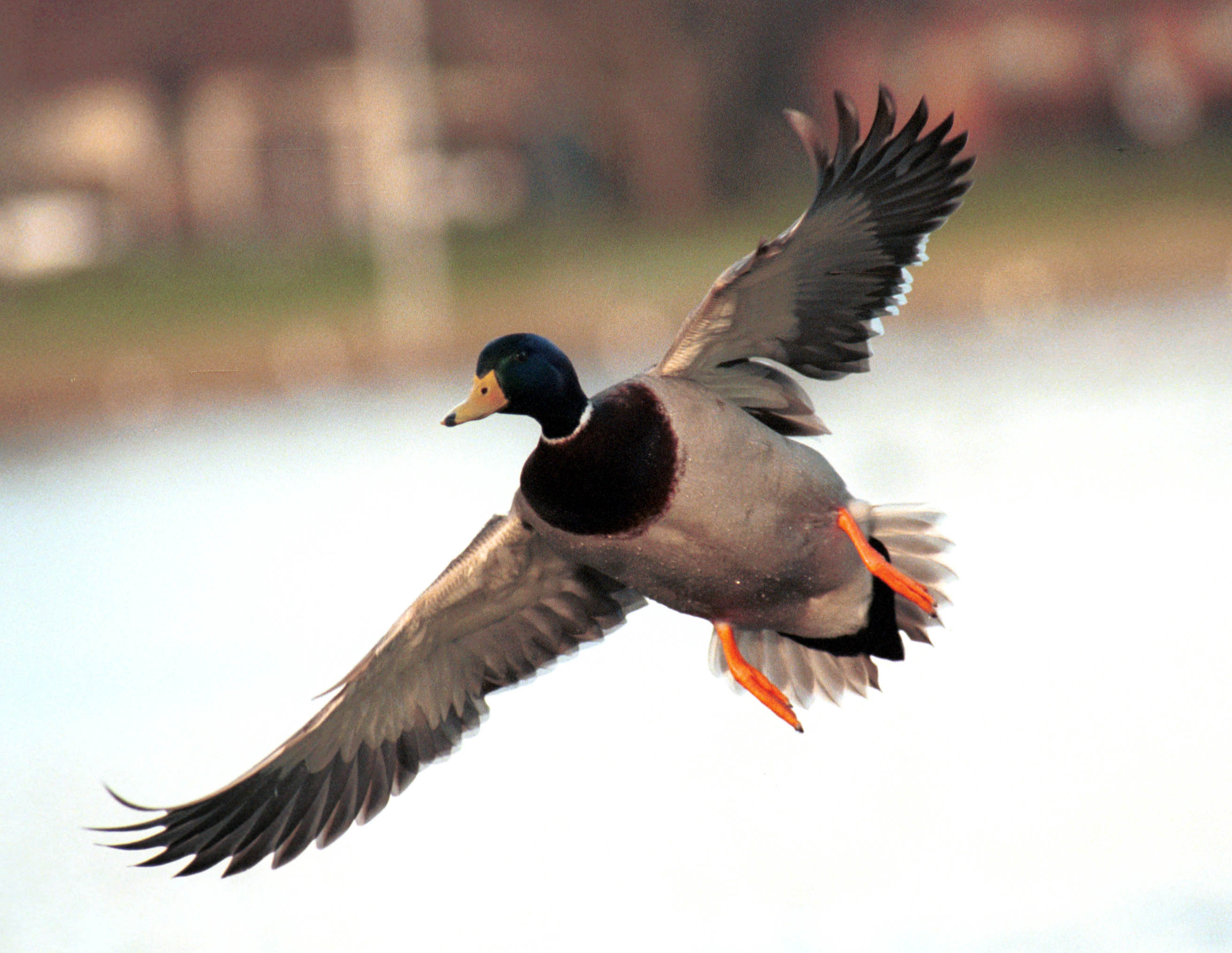 Mallard ducks flying photo