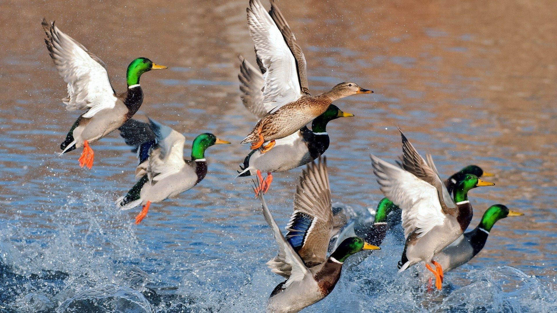 Find out: Ducks Flying Over Water wallpaper on http://hdpicorner.com ...