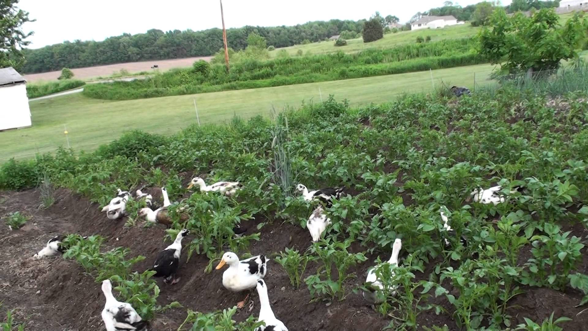 Ancona ducks in garden - YouTube