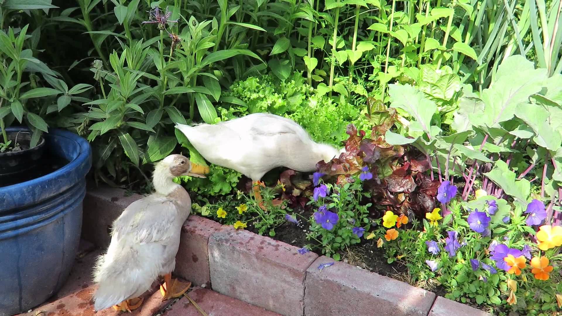 Ducks in the Garden - YouTube