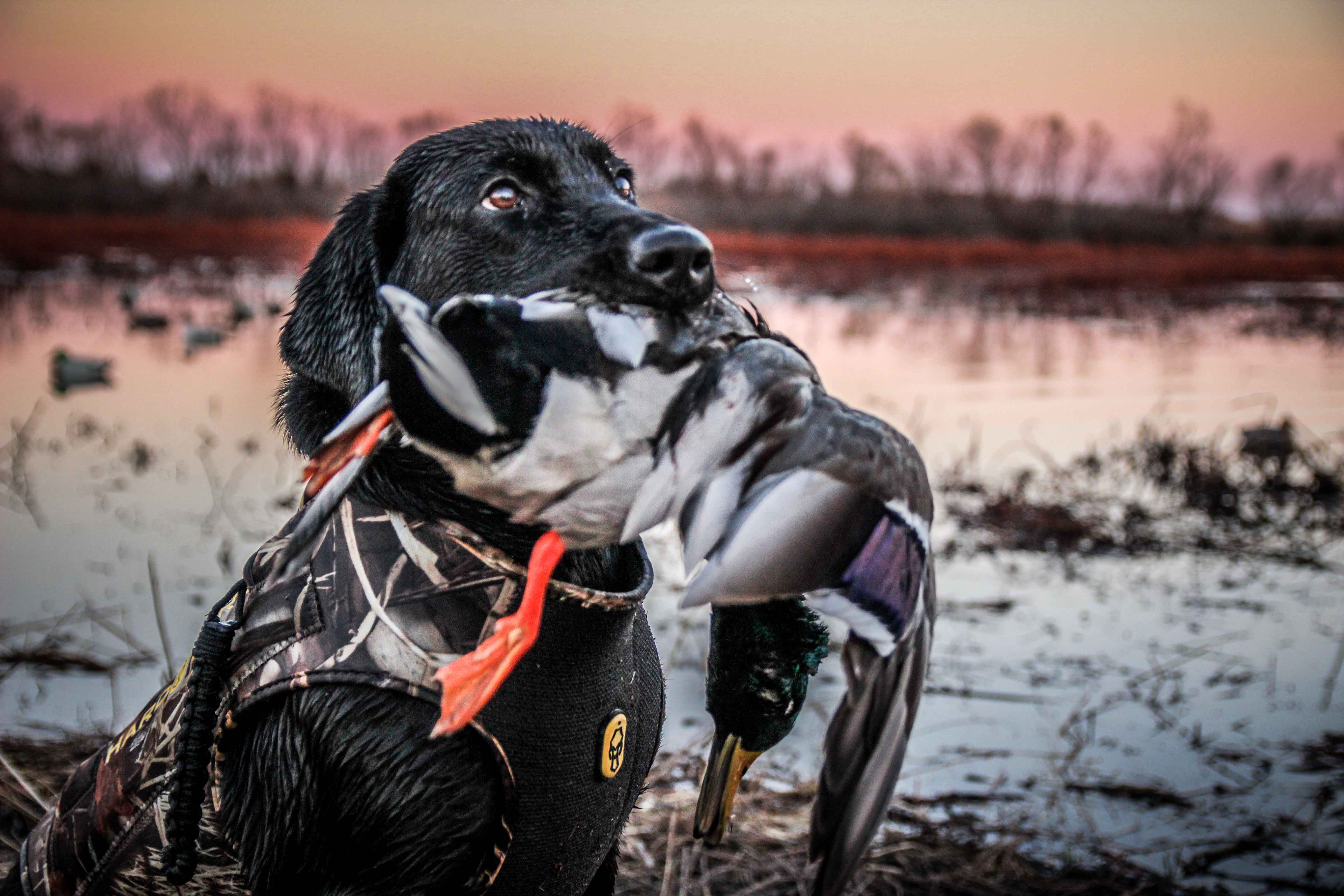 The X: Public Land Duck Hunting in Kansas | Waterfowl Hunting | Realtree