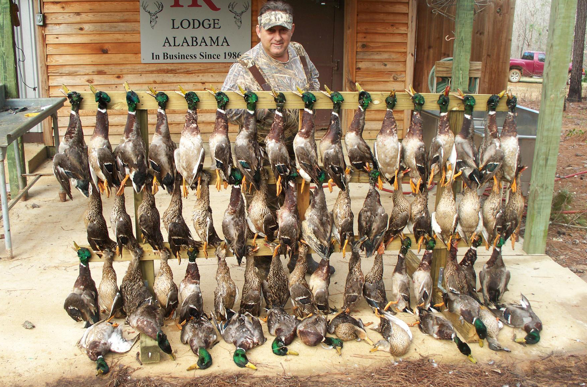 Duck Hunts at Alabama mallard duck hunting Lodge