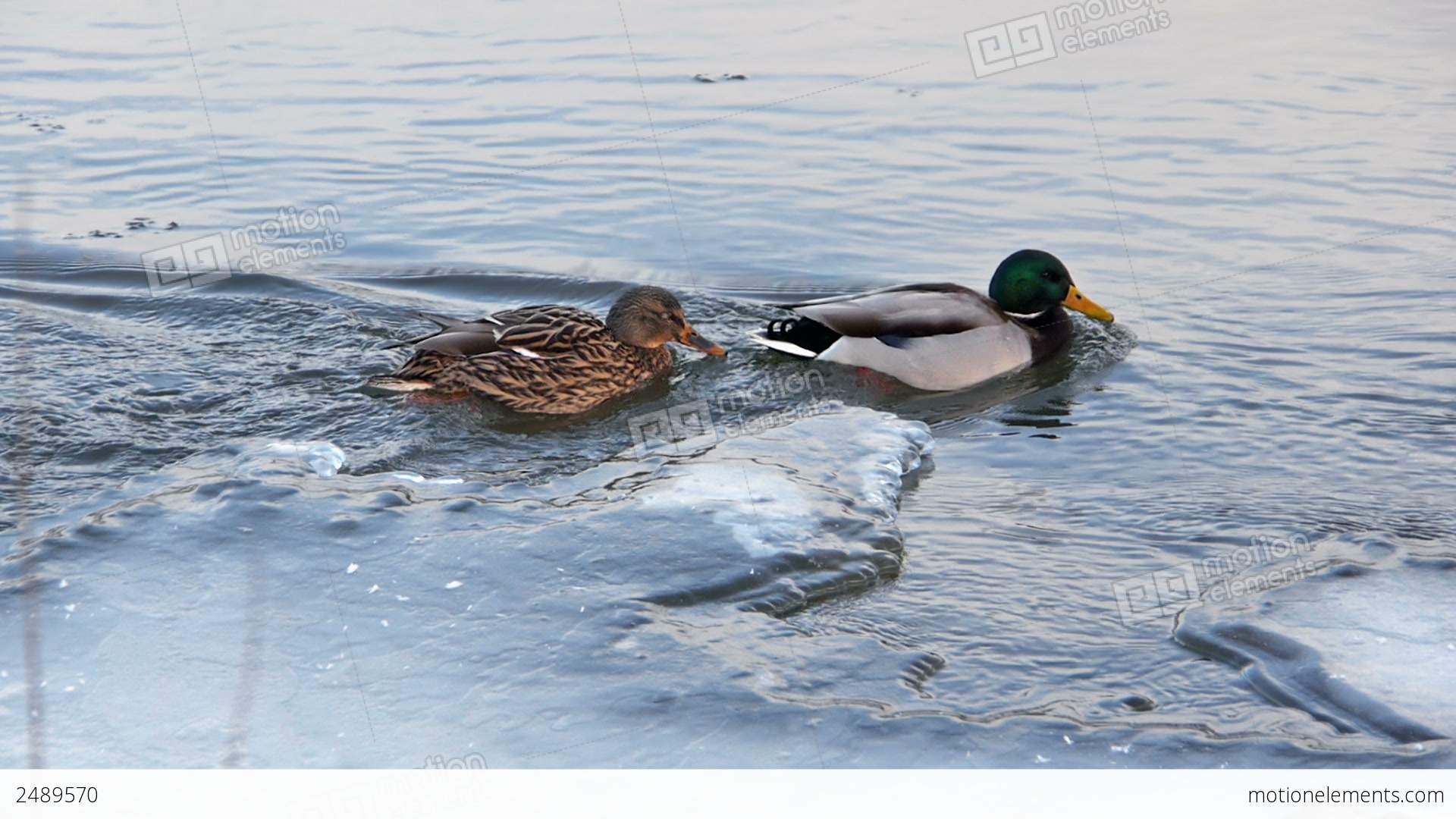 Ducks In Ice Cold River Stock video footage | 2489570