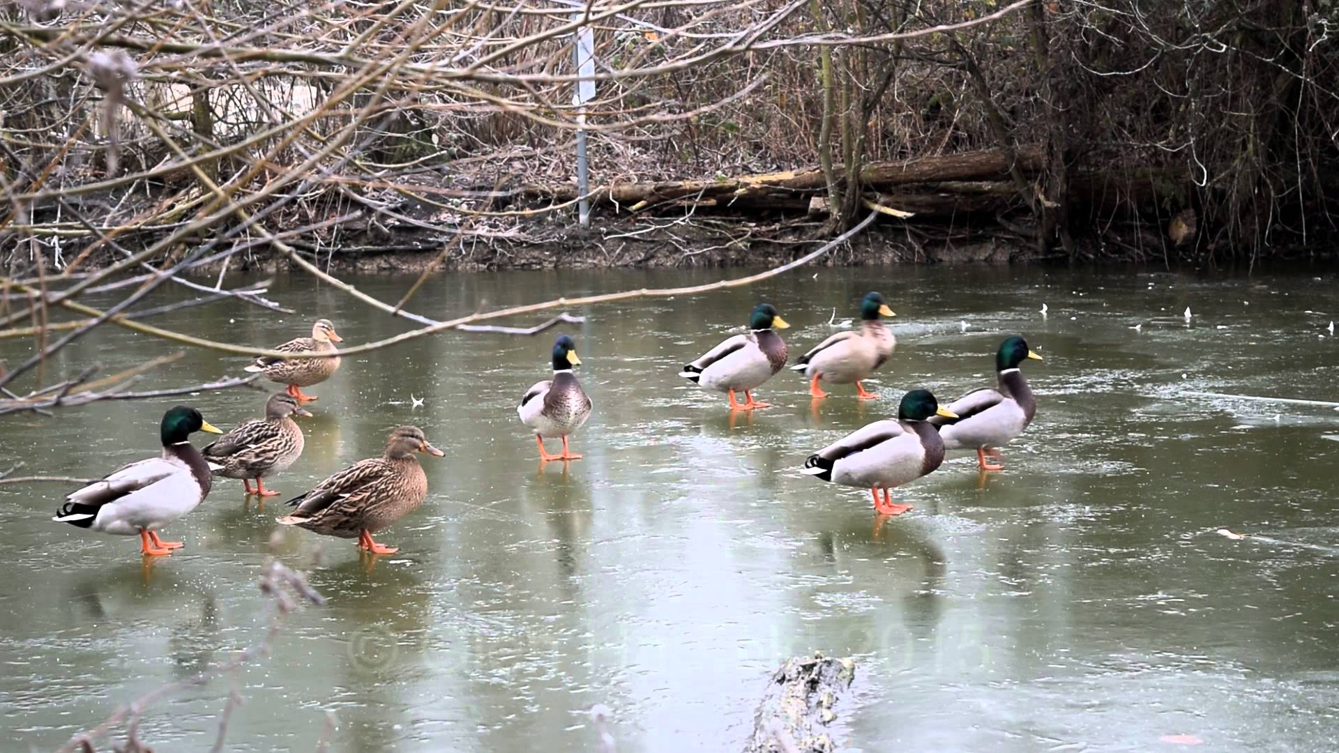 Ducks on Ice - YouTube
