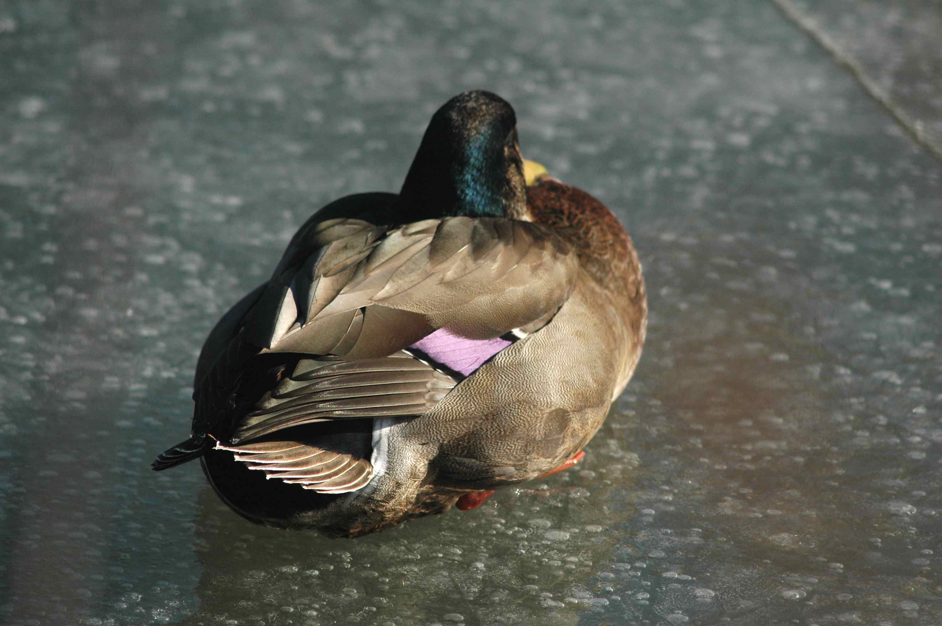 Could ducks in the water melt ice? | Tough Little Birds