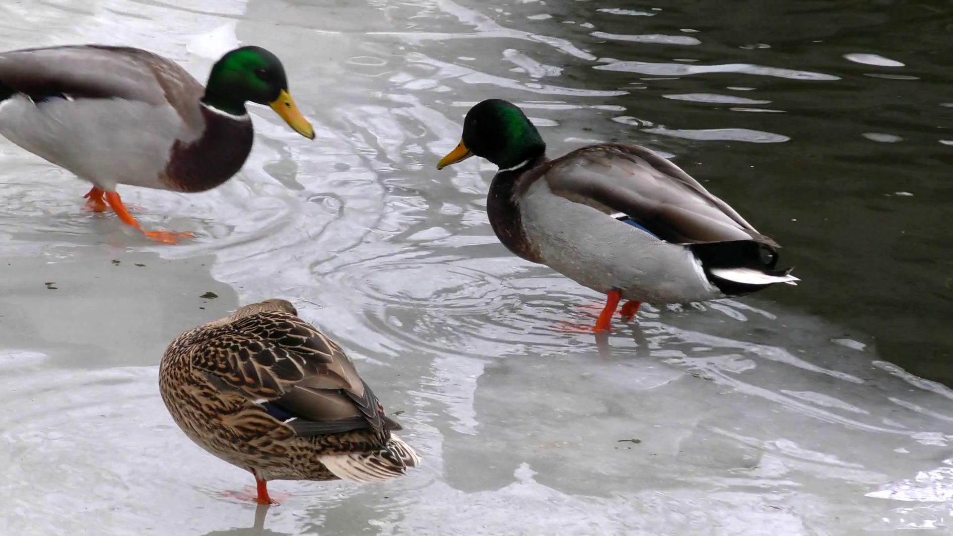 Wild ducks in winter close. Birds on the ice of the river. The life ...