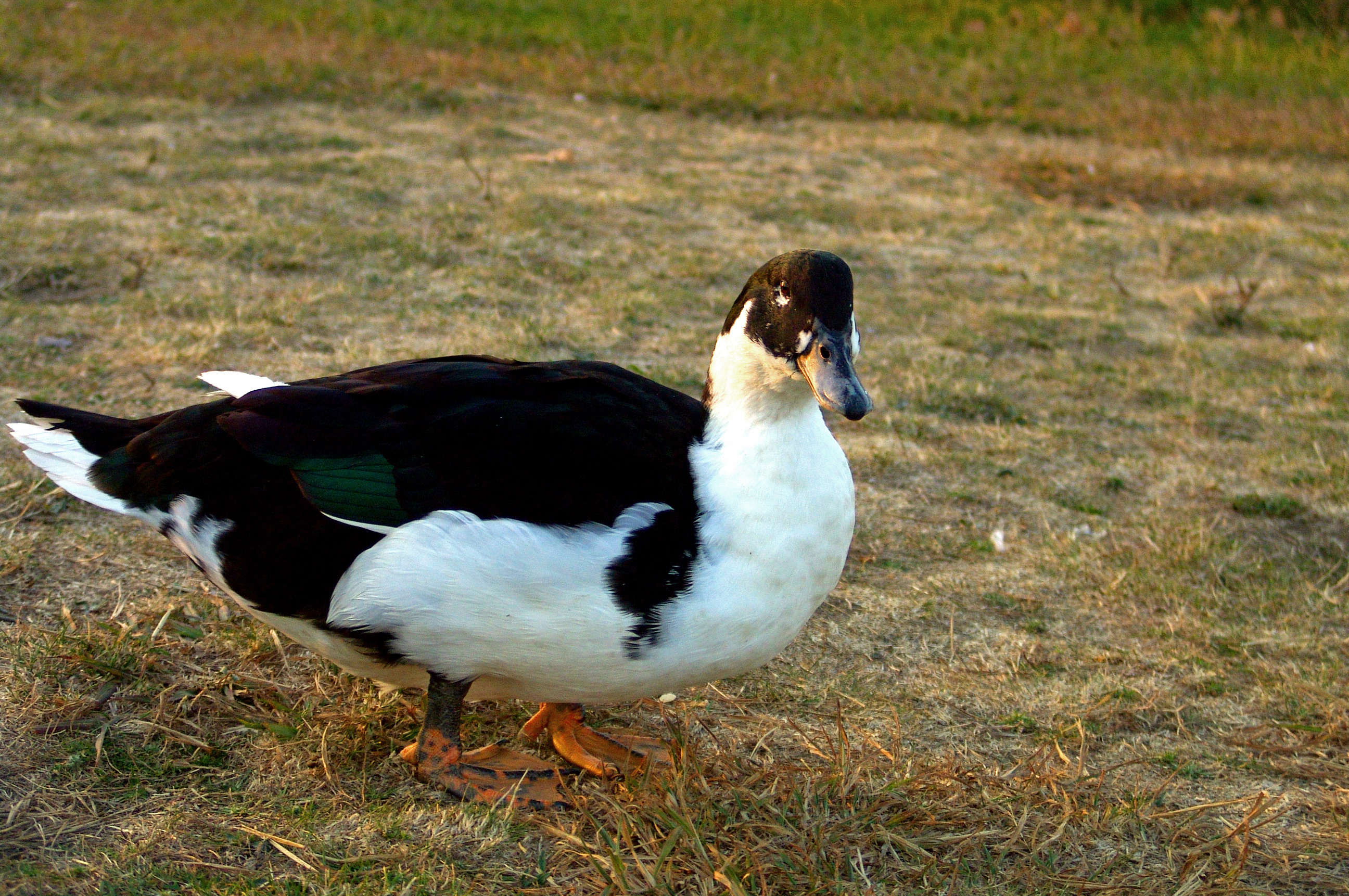 Duck in the field photo