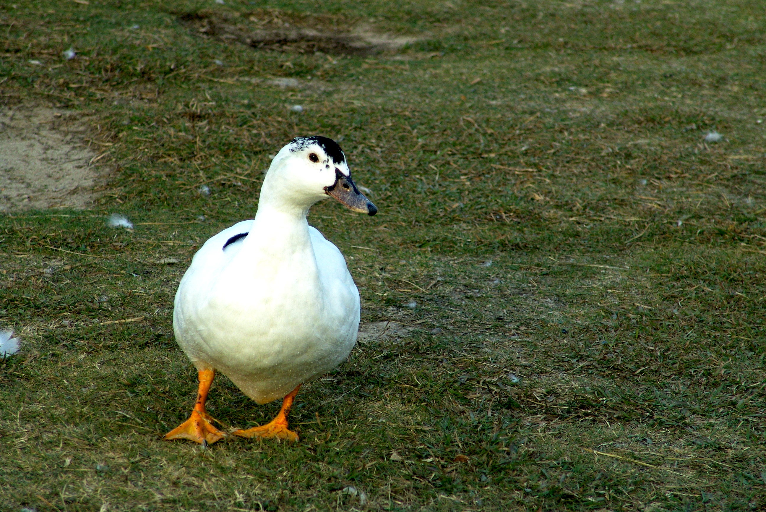 Duck in the grass, Animals, Biology, Bird, Birds, HQ Photo