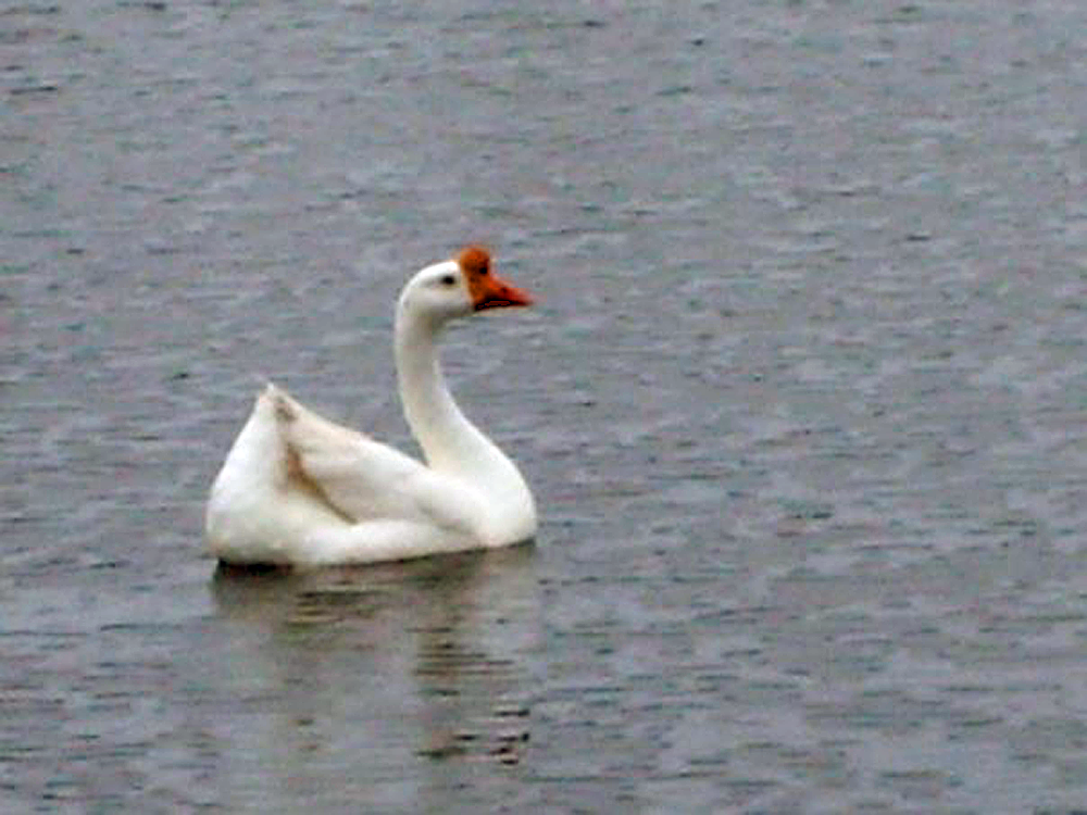 Duck in the lake photo