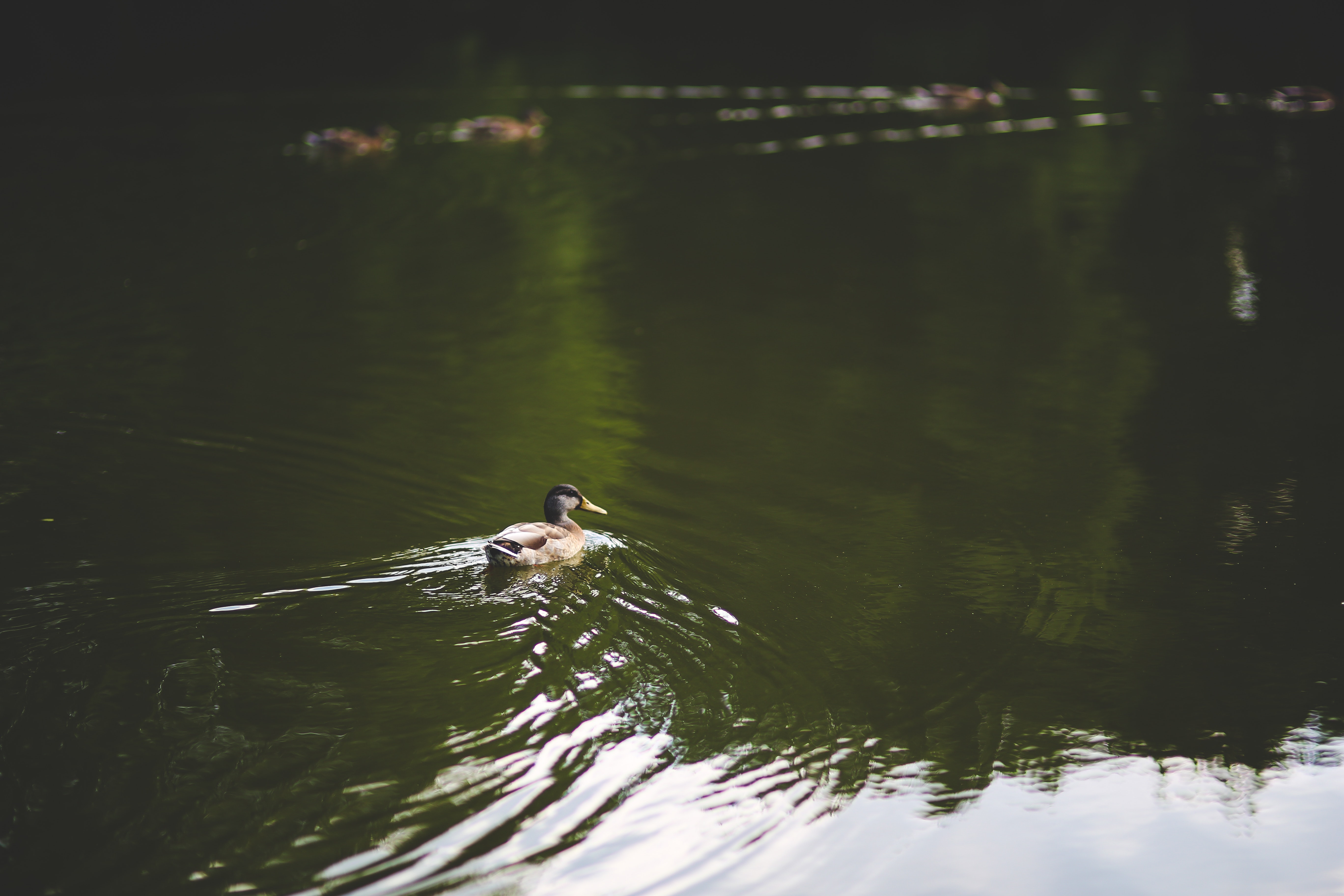 Duck in the water photo
