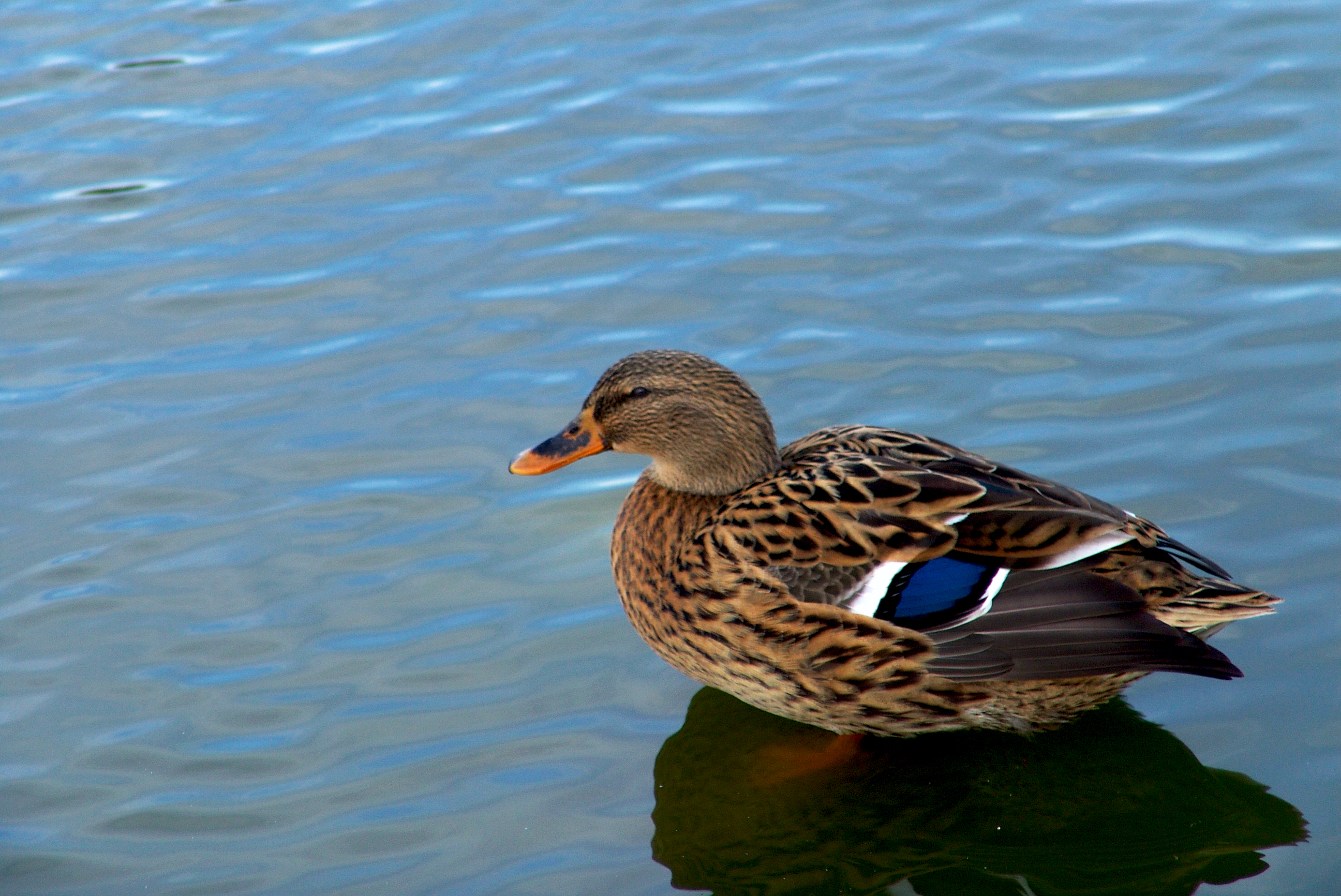 Duck in the water photo