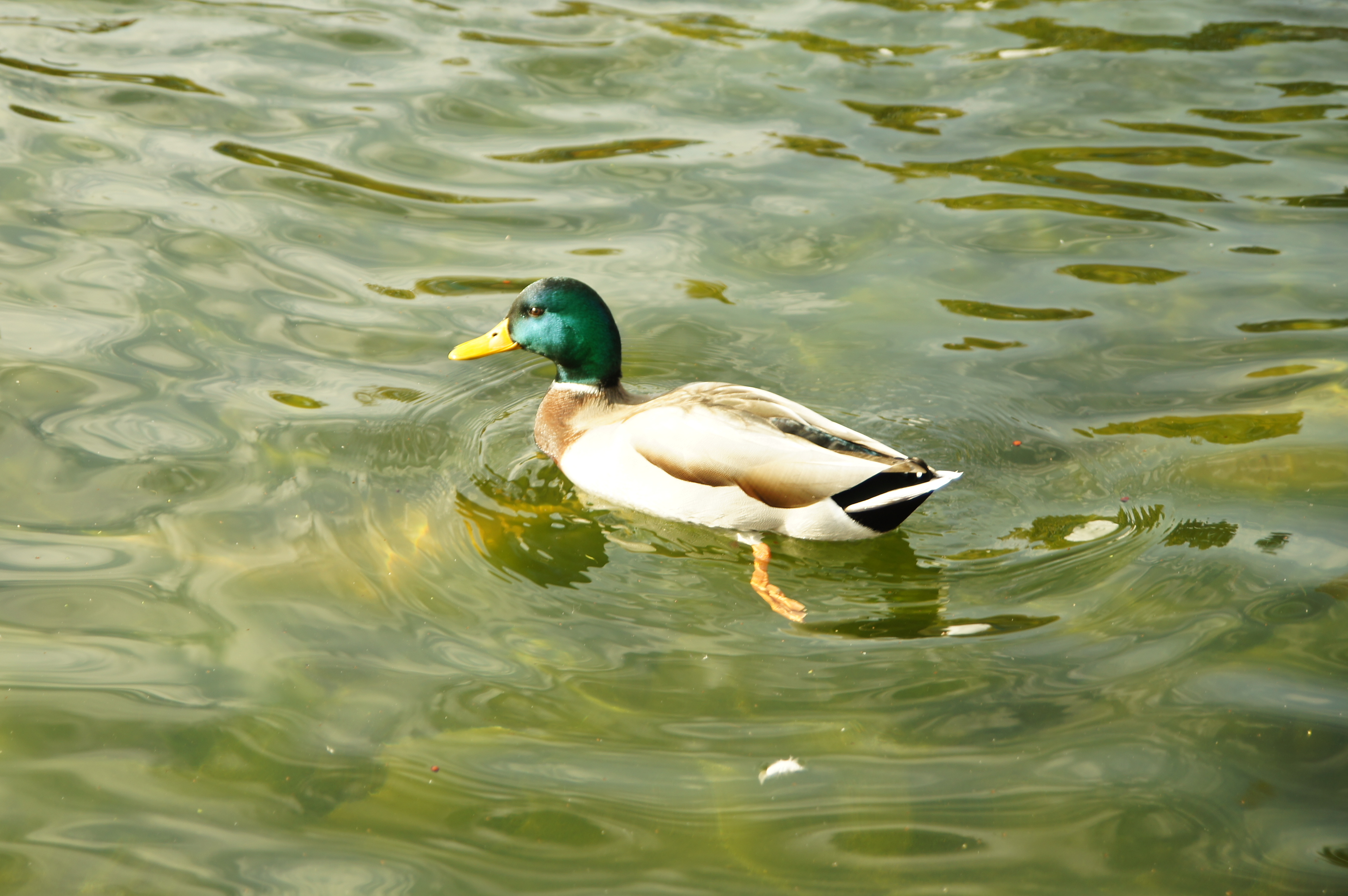 Duck in water photo