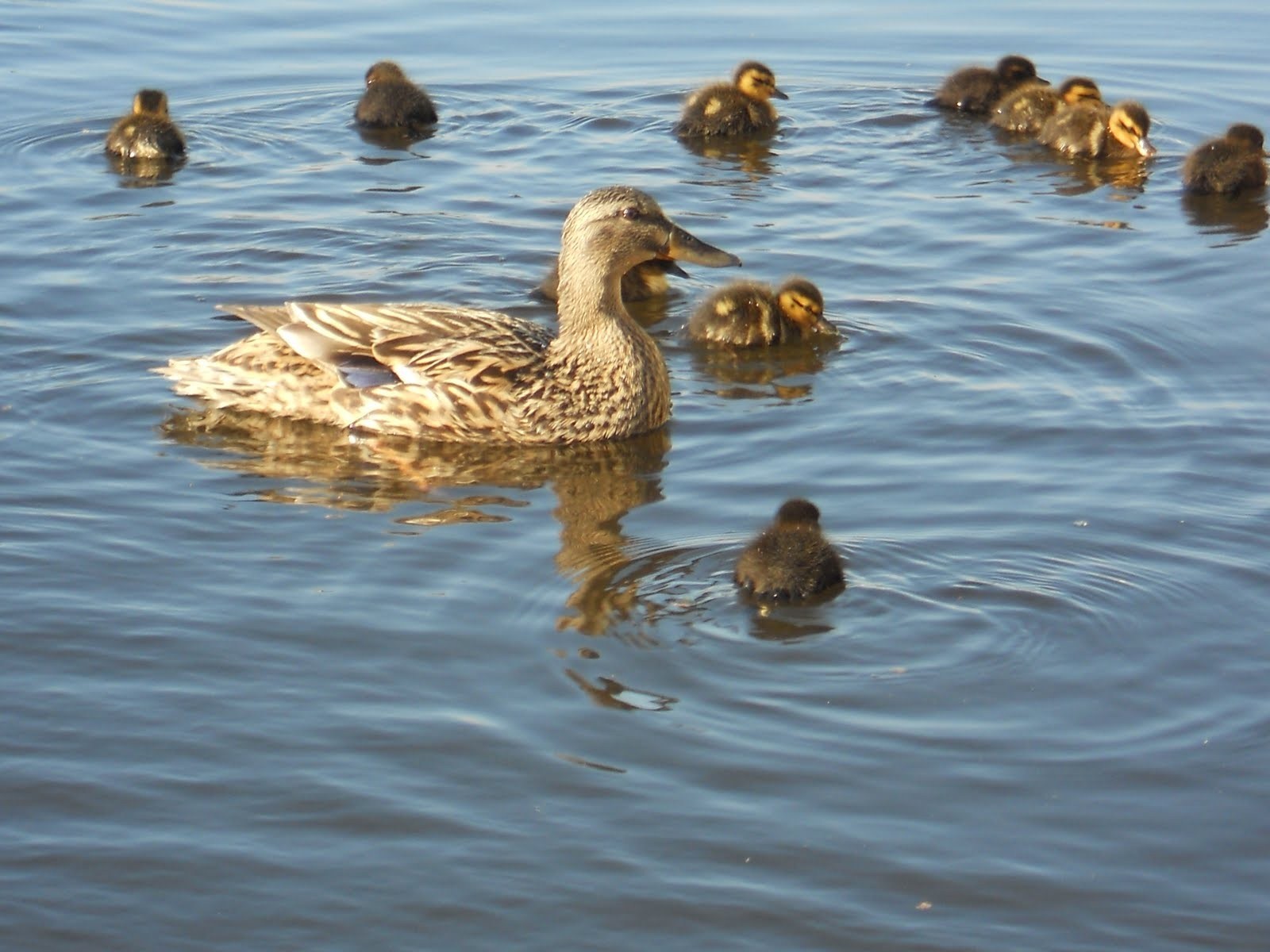 Duck Swimming with Babies Duck in Water | HD Wallpapers