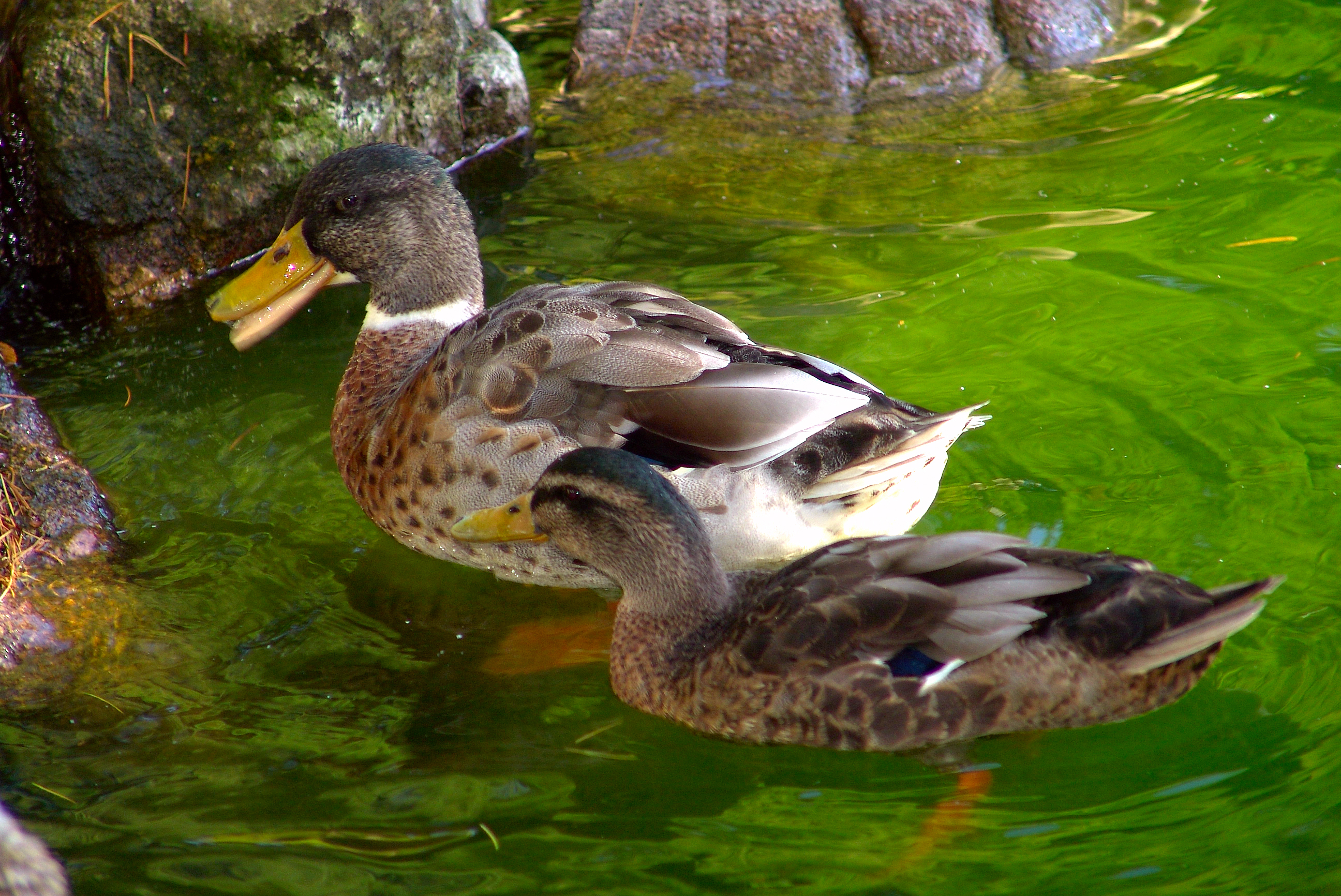 Duck mother and son photo