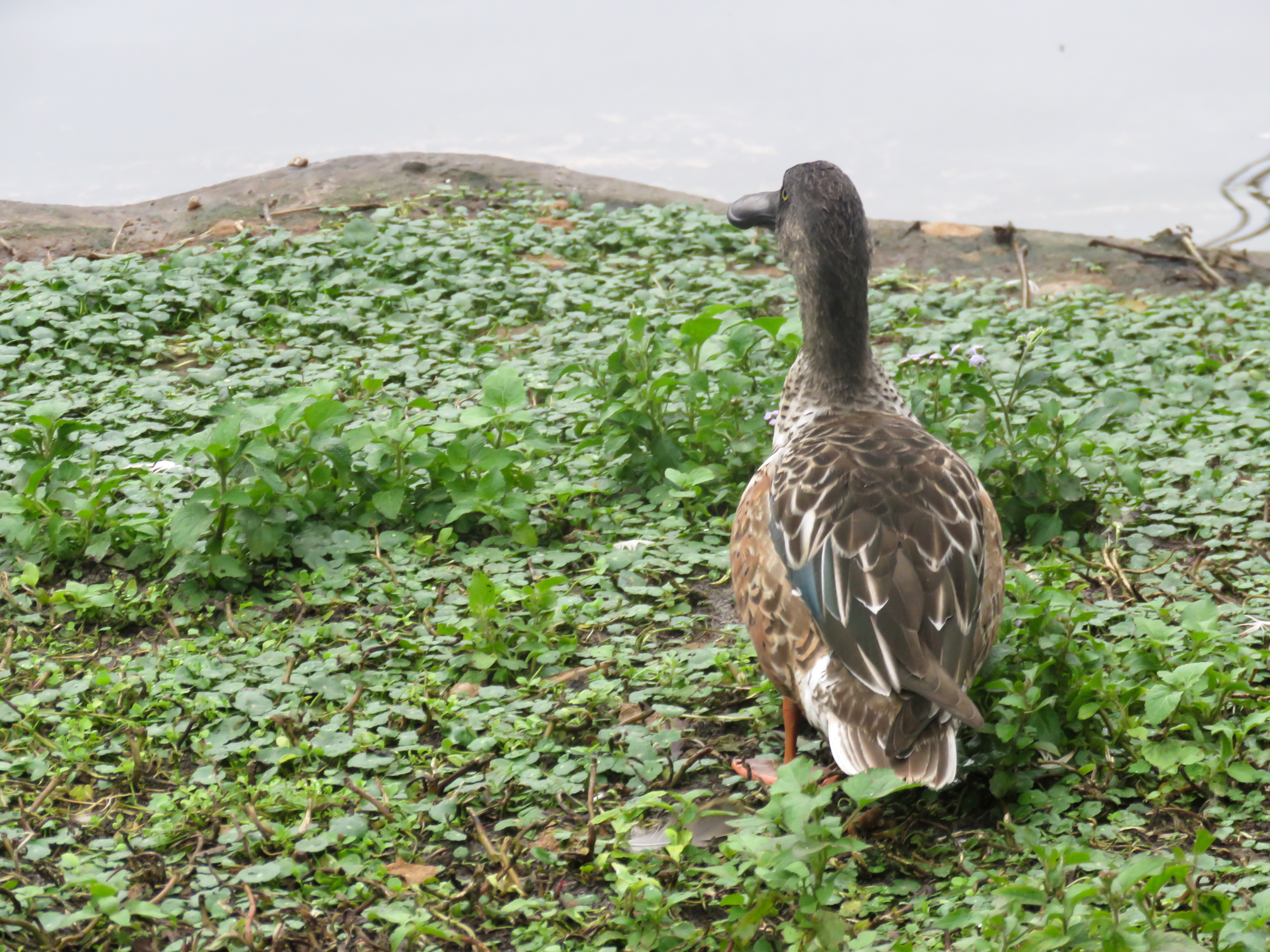Duck Near Water, Animal, Bird, Duck, Feathers, HQ Photo