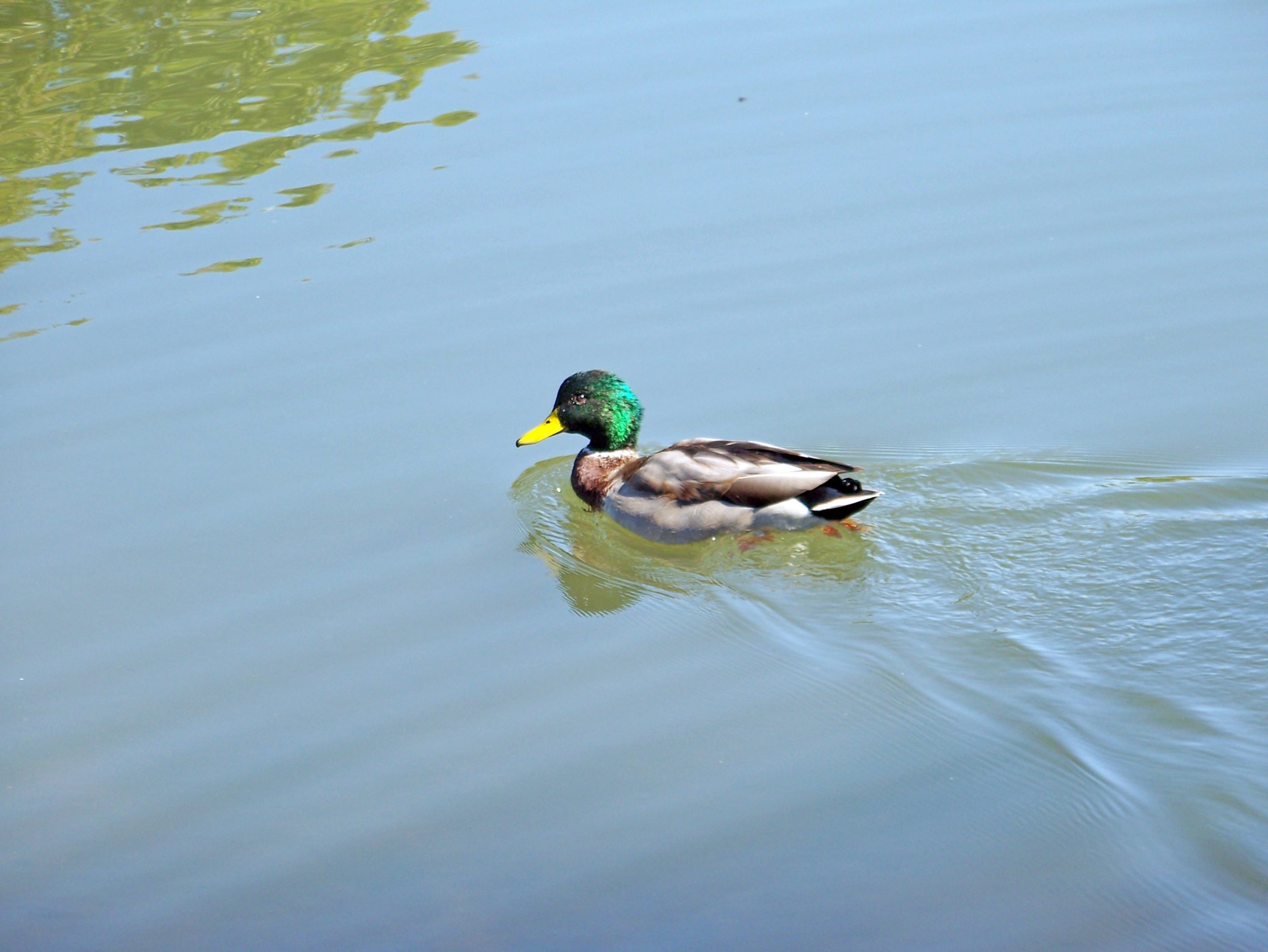 Duck On Pond Free Stock Photo - Public Domain Pictures