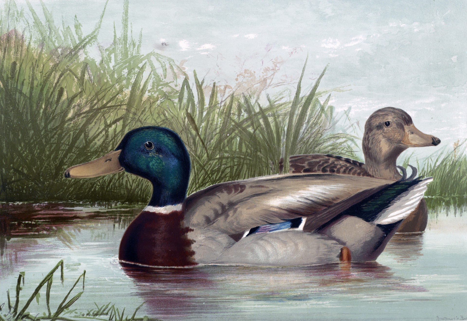 Ducks On Pond Painting Free Stock Photo - Public Domain Pictures