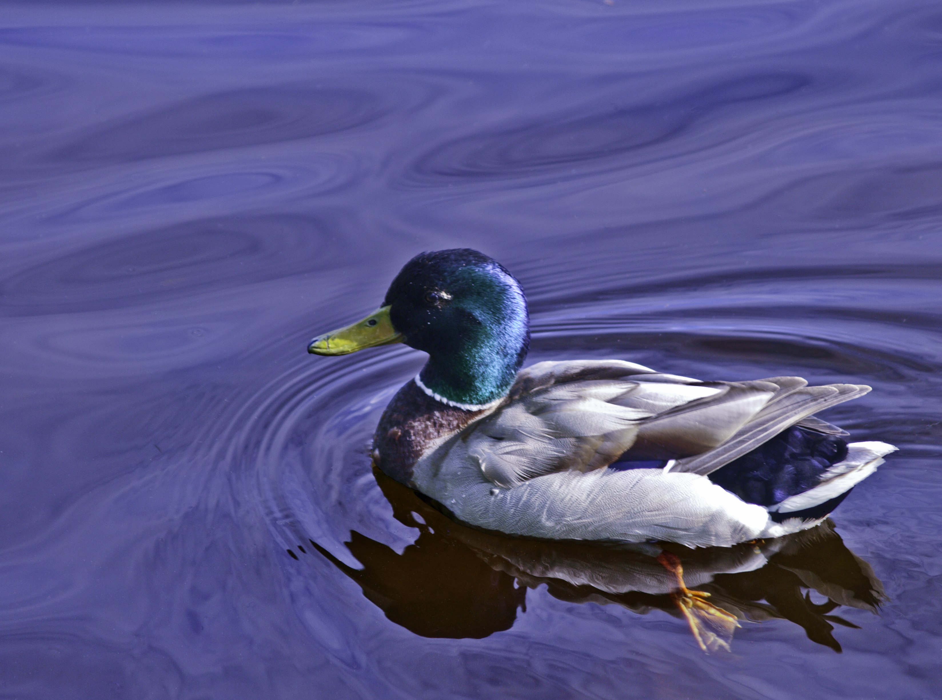 duck_on_pond.jpg