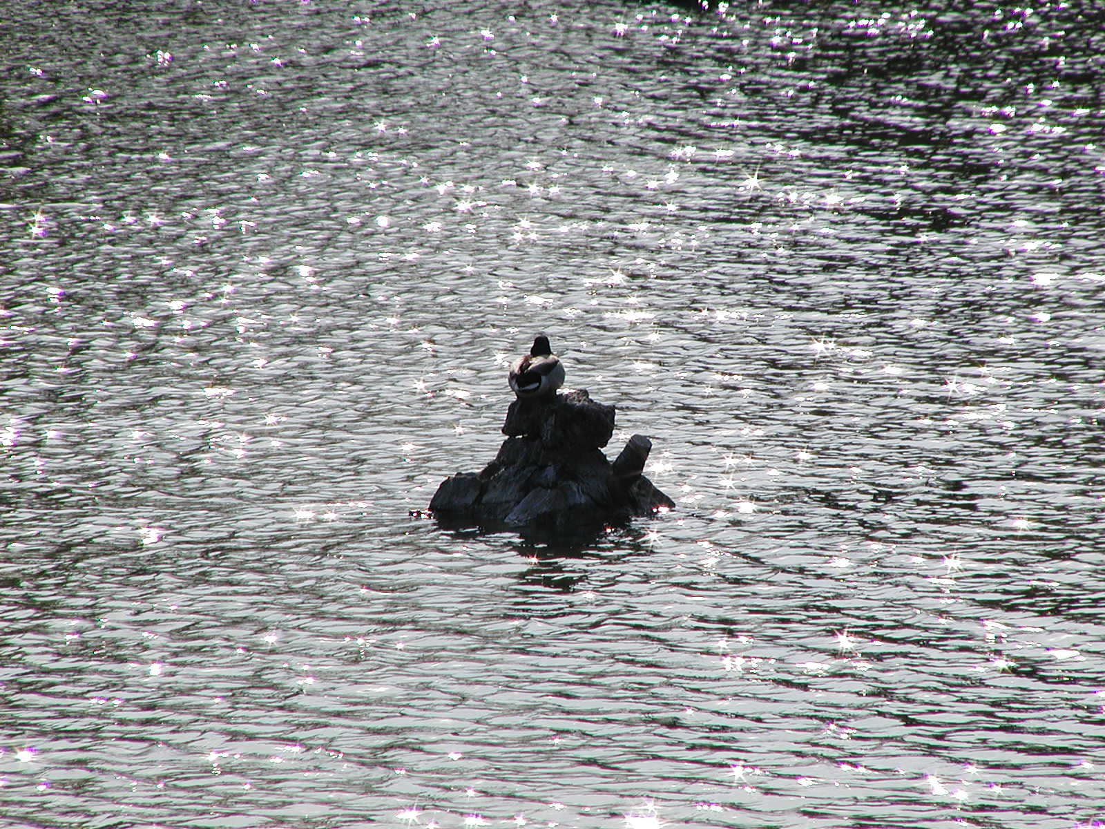Duck on the water photo