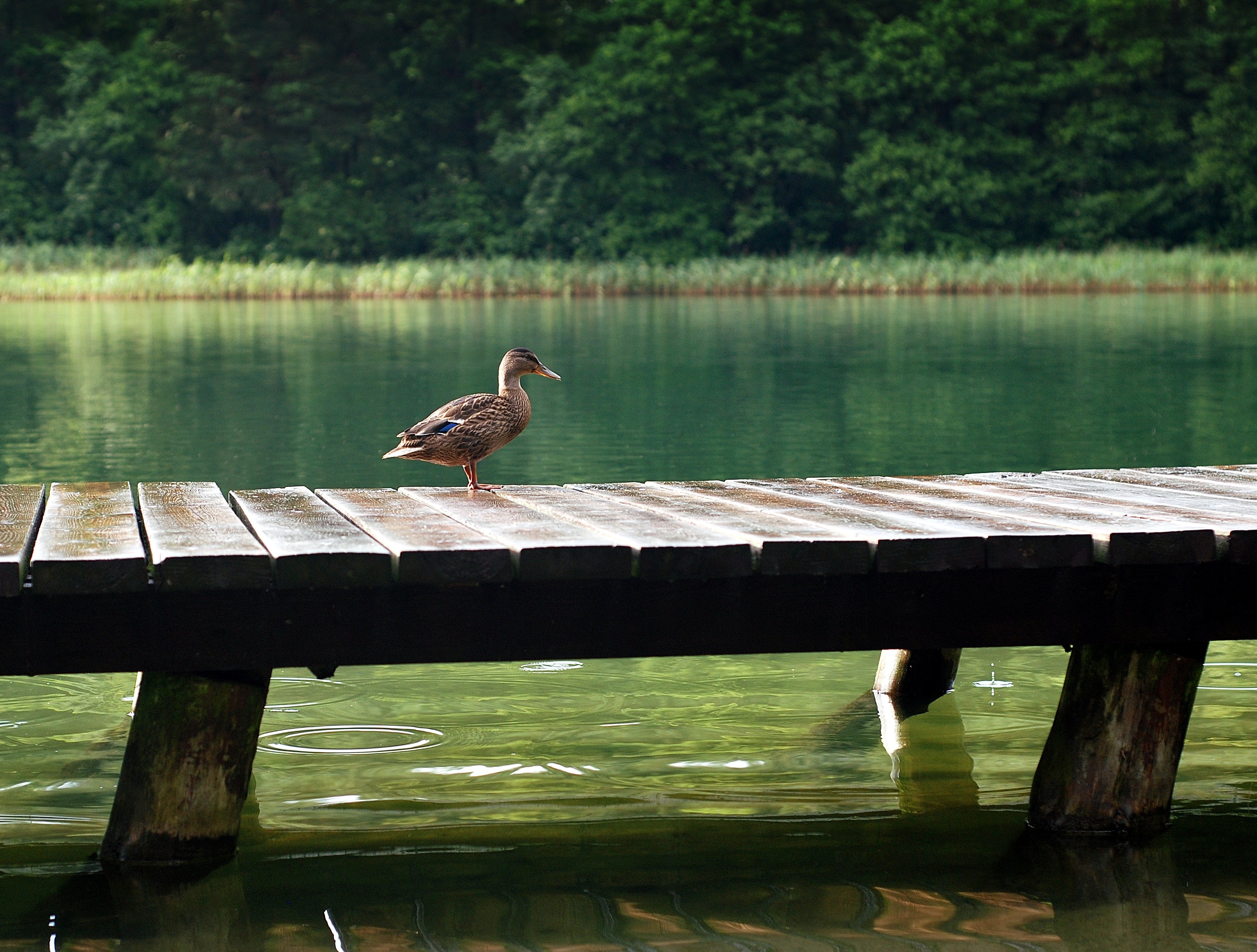 Duck on wooden dock at daytime photo