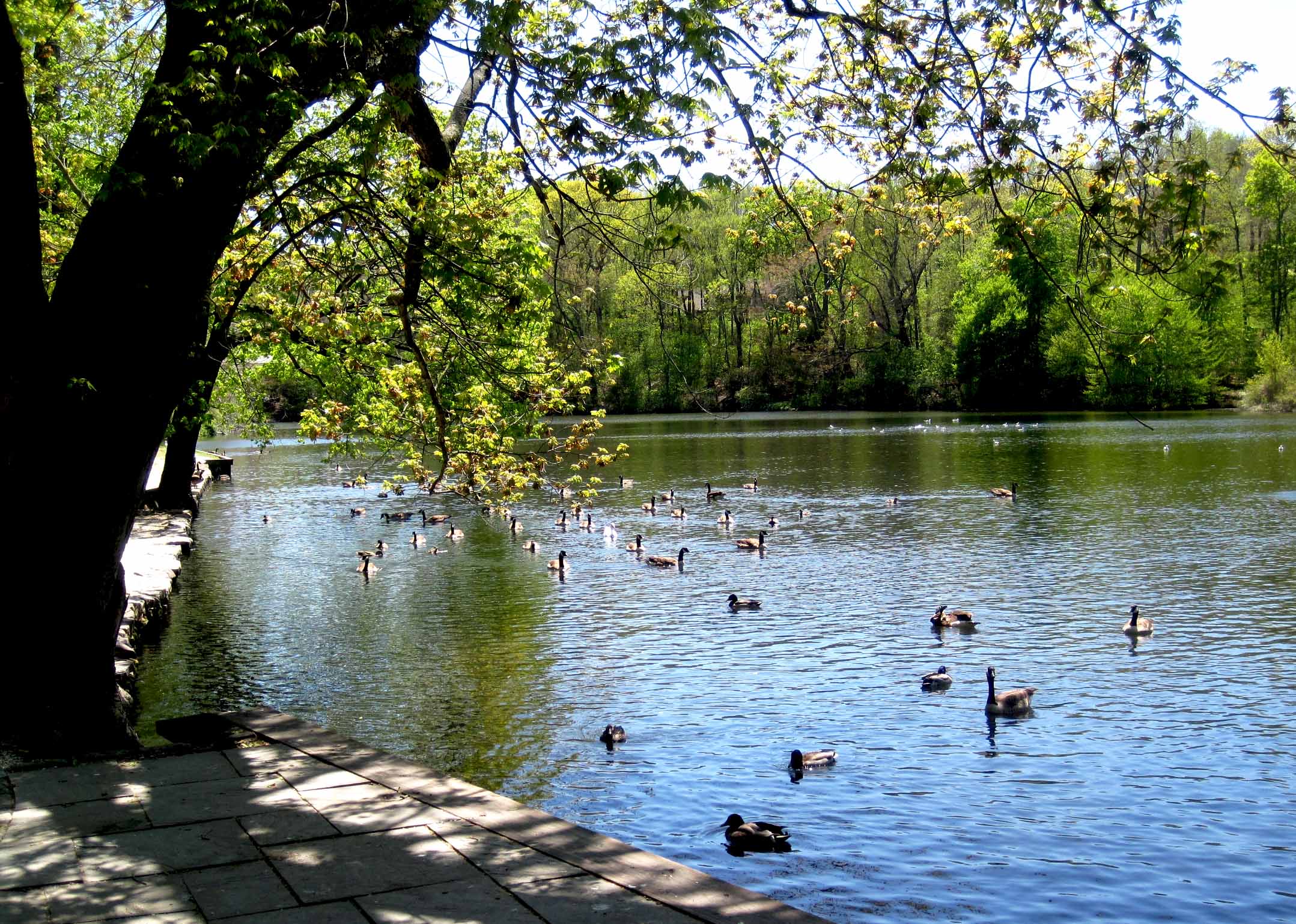 Recapitulating FEDL's at a Duck Pond | Joyce Show MD's Autism Blog