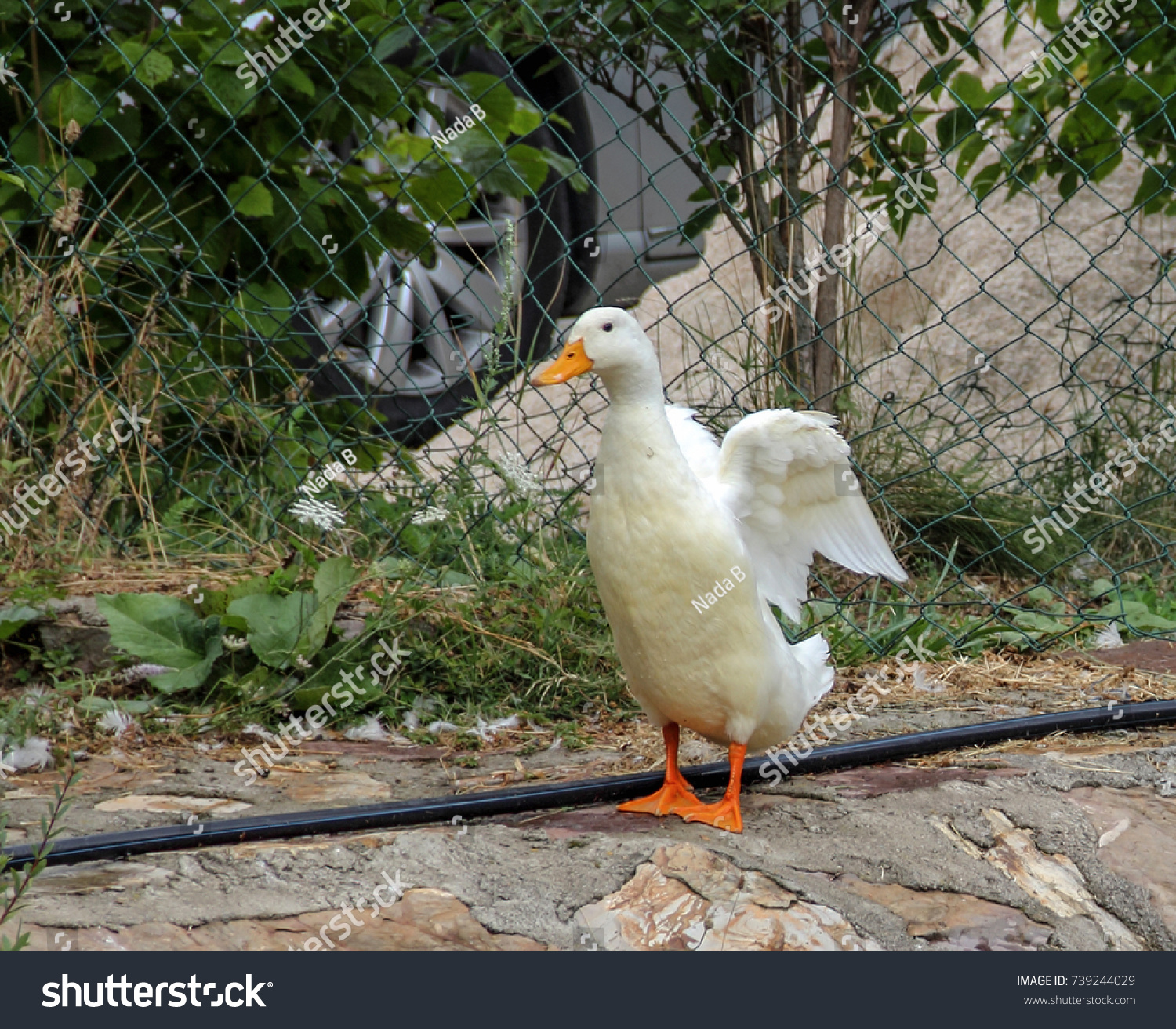 White Duck Spreading Wings Stock Photo 739244029 - Shutterstock