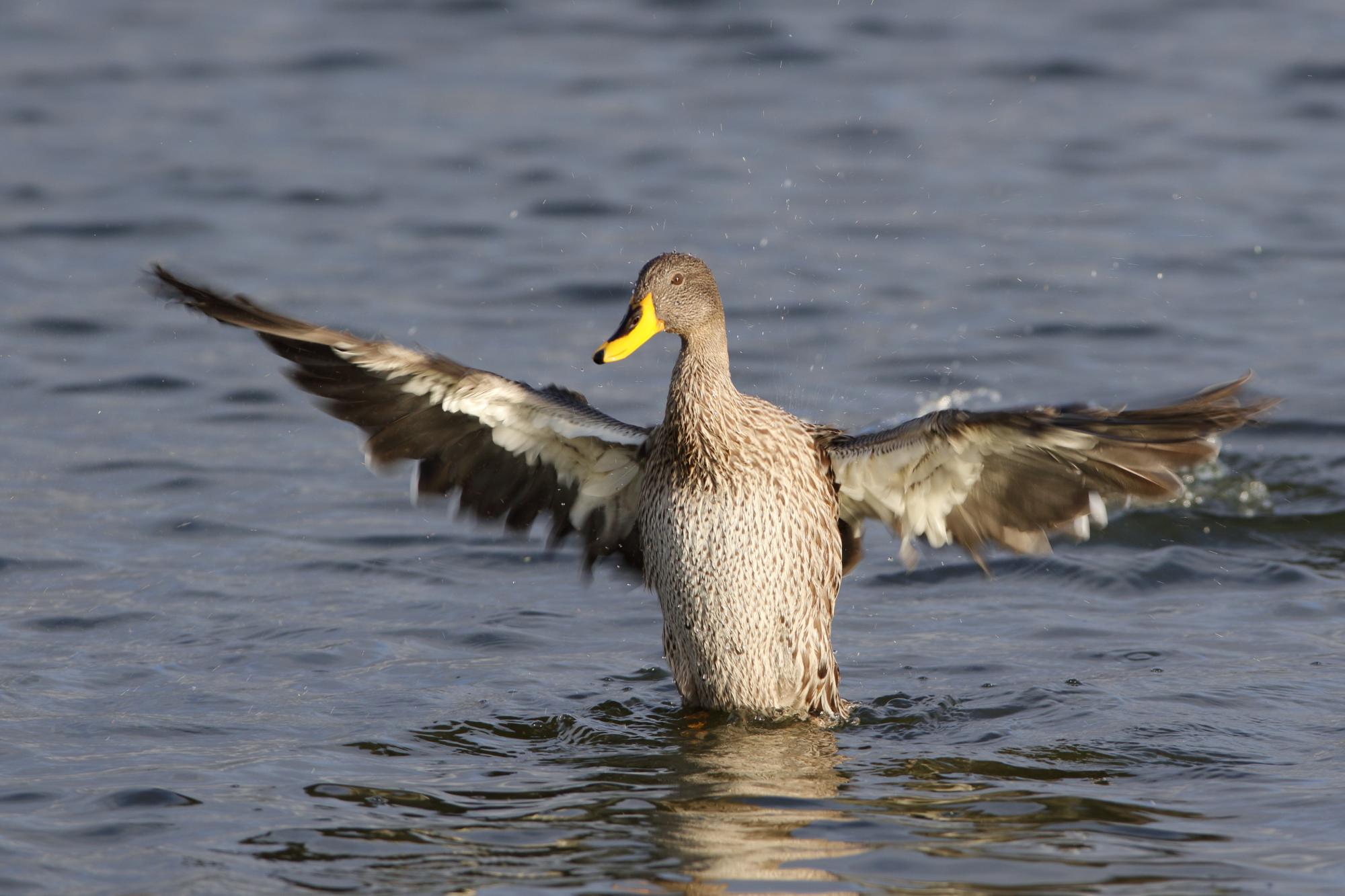 Yellow-billed Duck (Anas undulata) In the water, spreading the wings ...