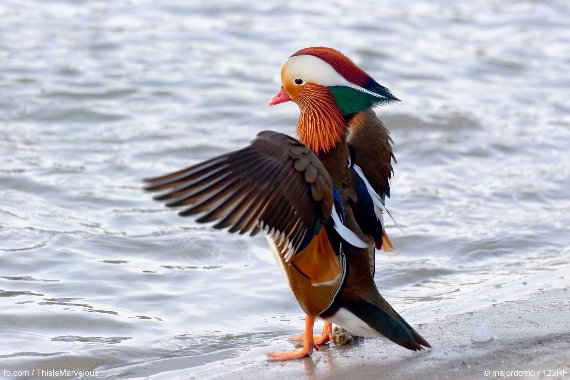 Pin by Maureen Harris on Ducks | Pinterest | Mandarin duck