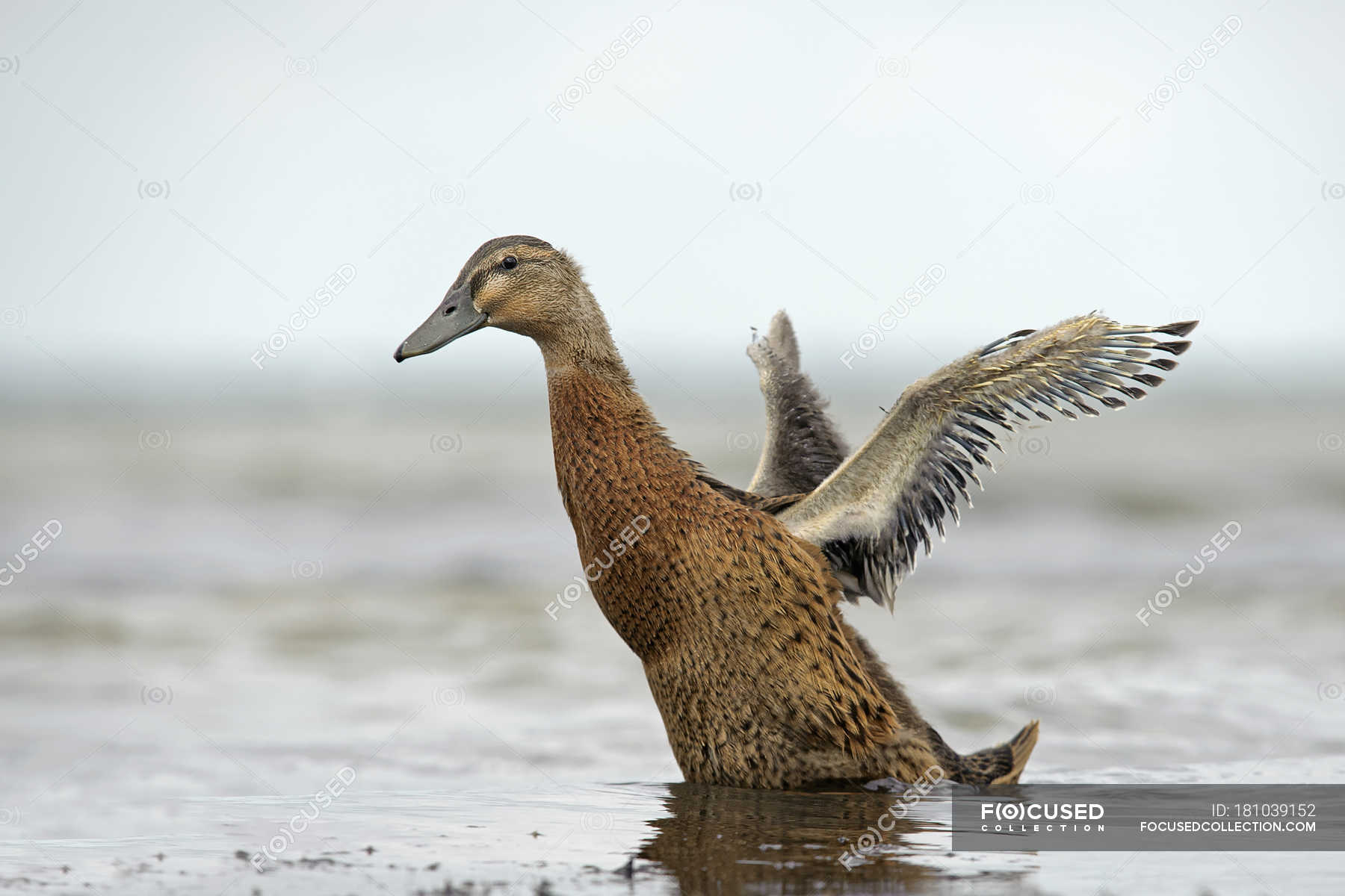 Mallard duck with spread wings standing in water — Stock Photo ...