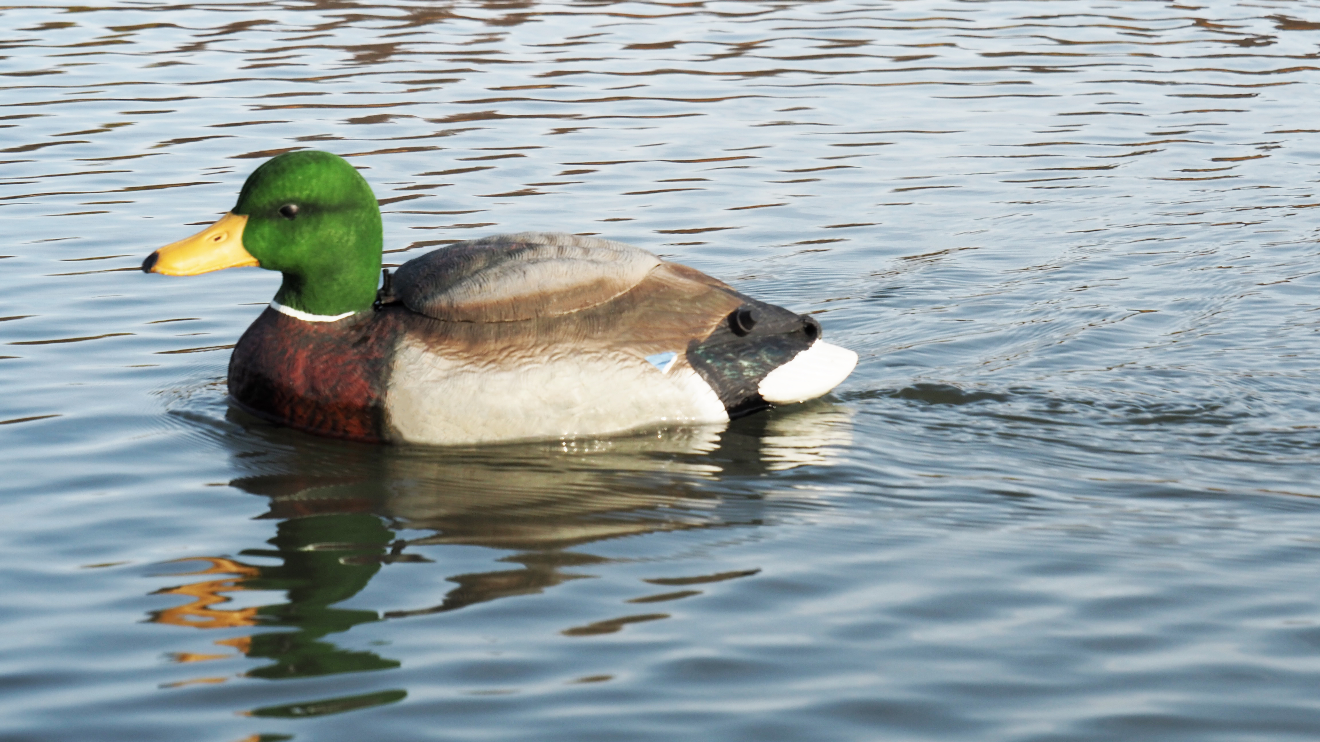 The Natural - Mallard Drake Swimmer - Flocked Head: Motorized Duck ...