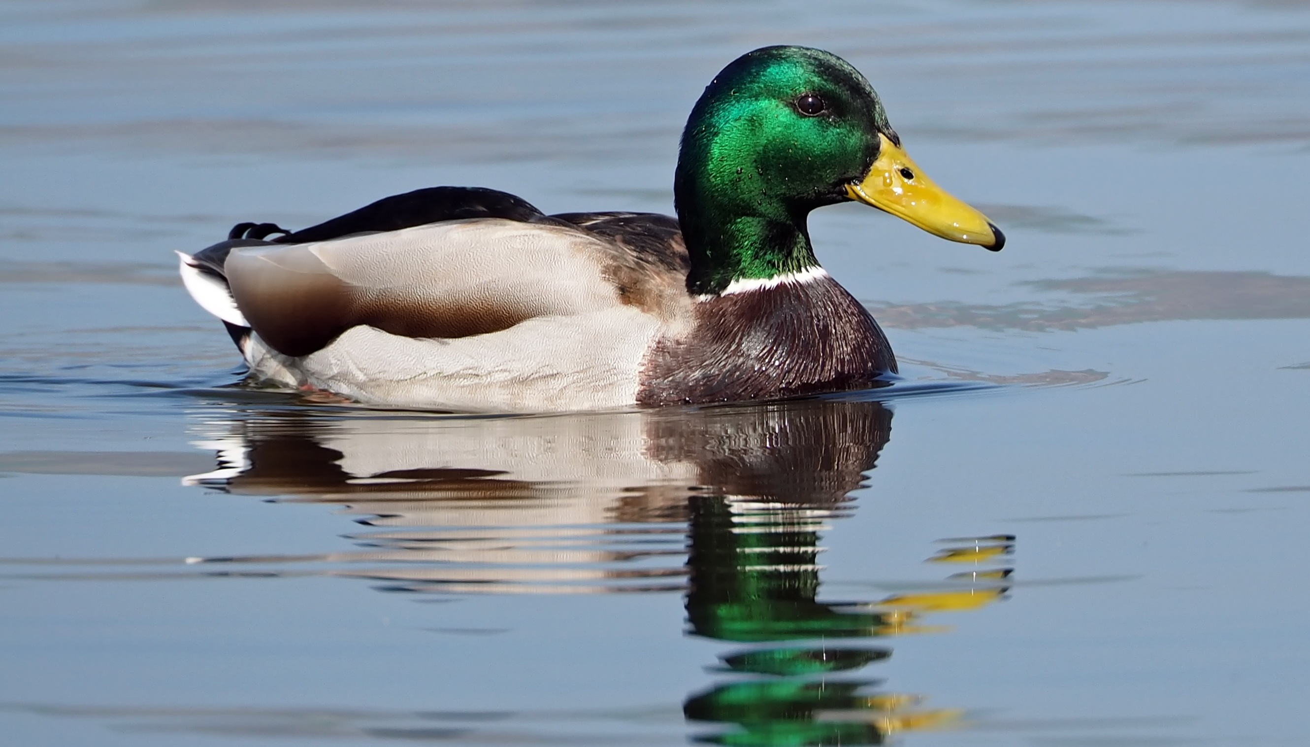 Duckswim