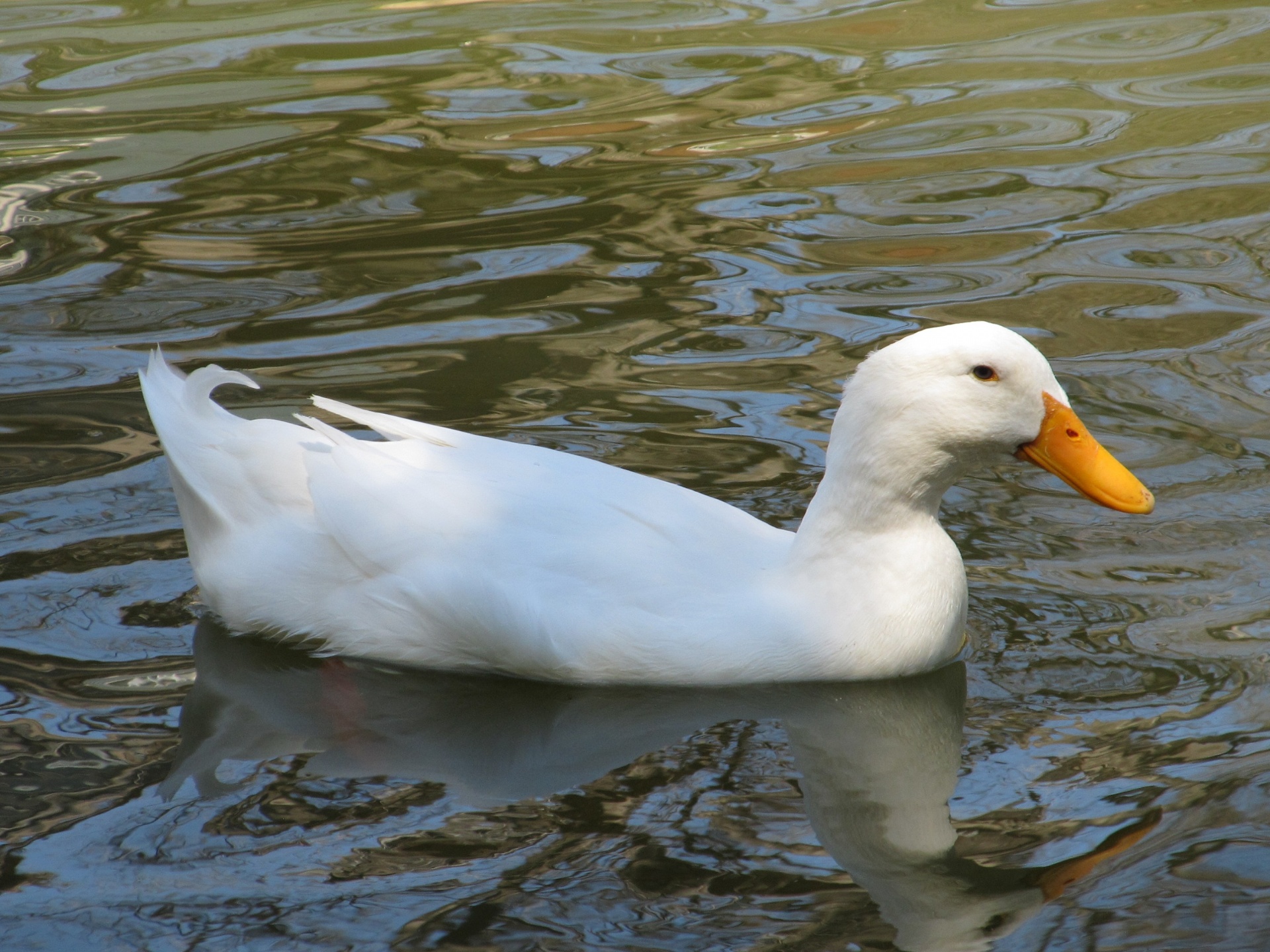 White Duck Swimming Free Stock Photo - Public Domain Pictures