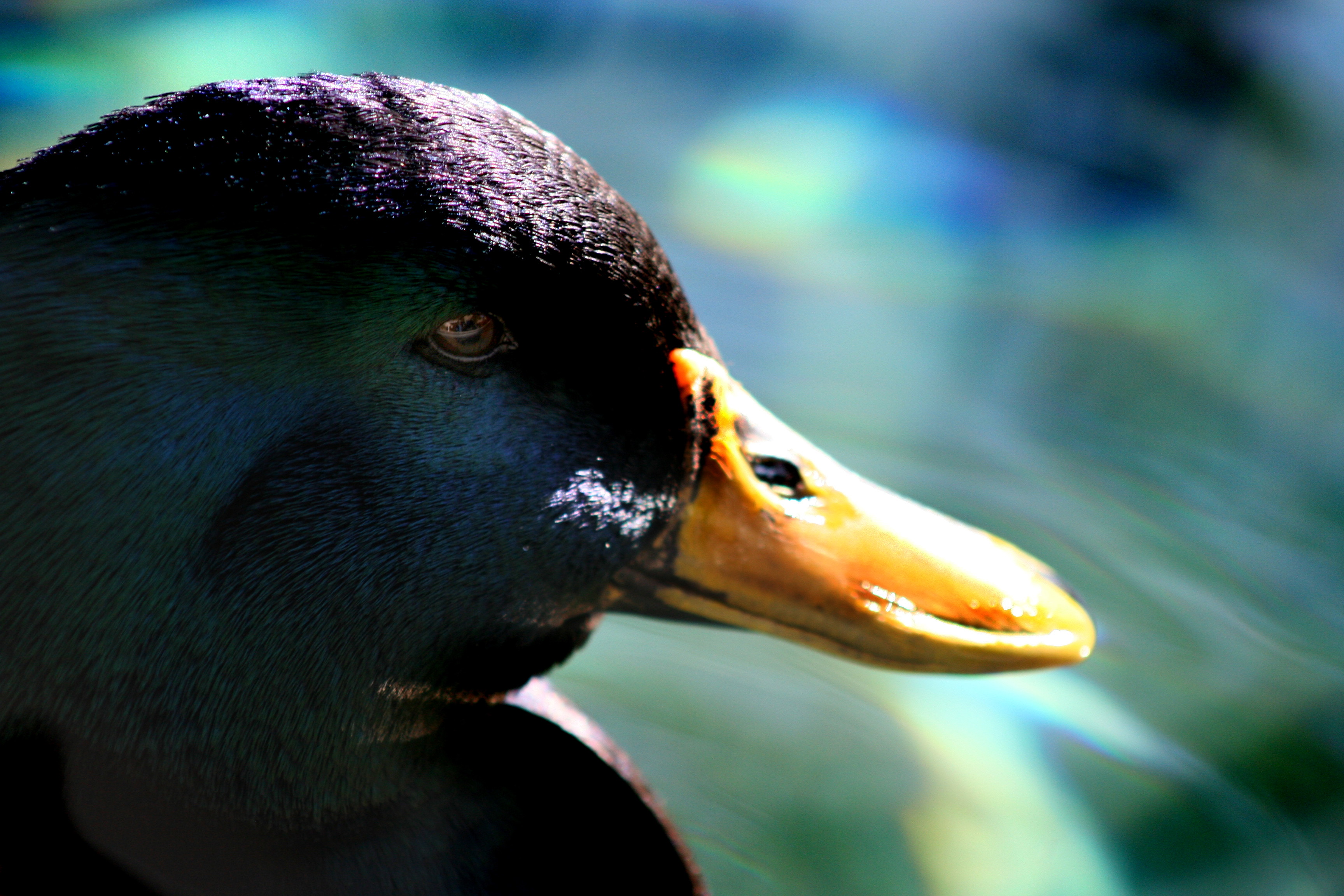 Duckface, Animal, Beak, Birds, Cayuga, HQ Photo