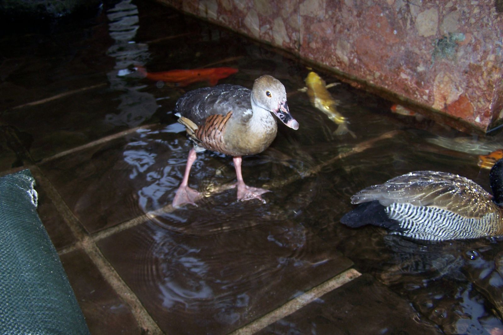 Duckling photo