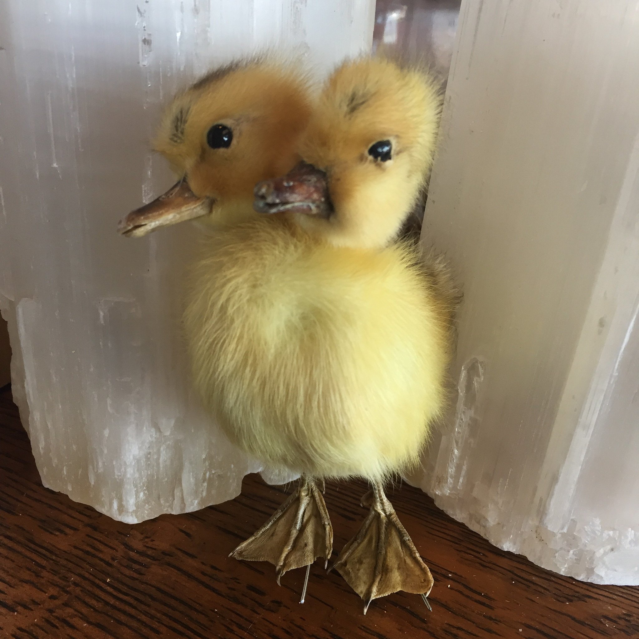 Two Headed Taxidermy Duckling | Curious Nature