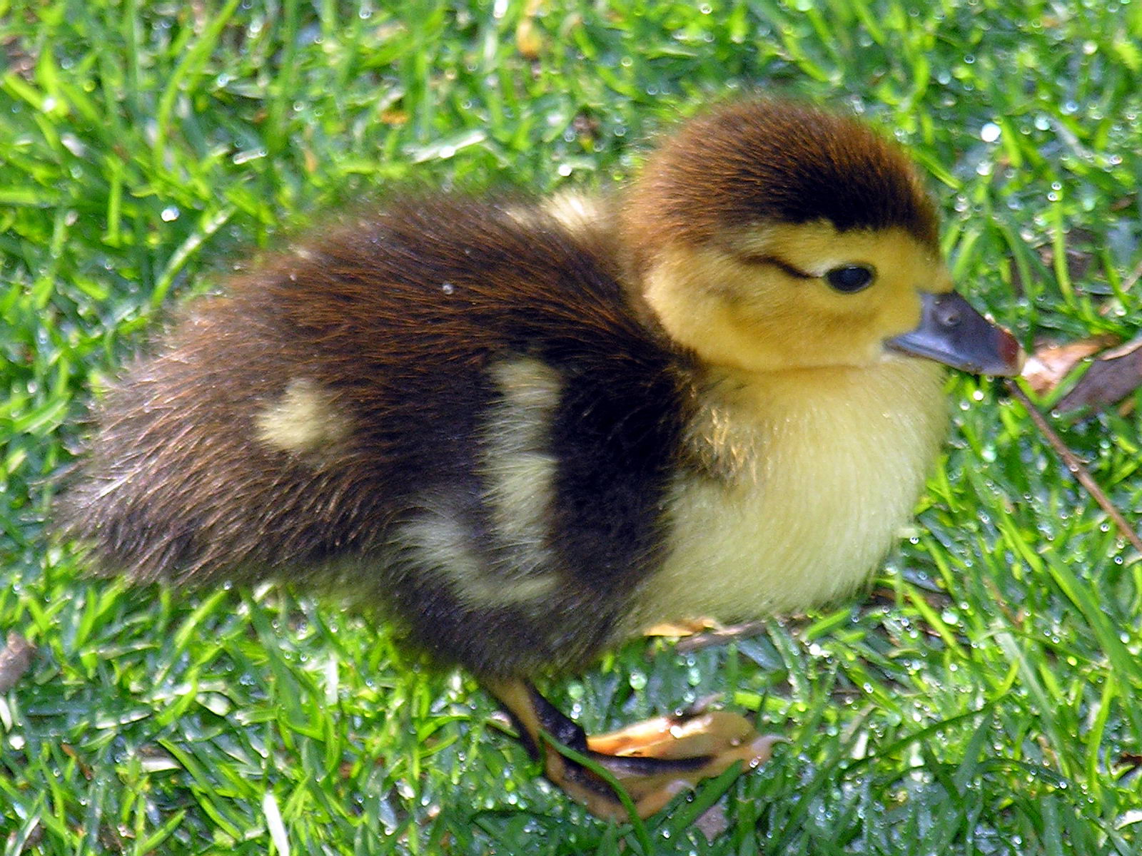 File:Parrulo -Muscovy duckling.jpg - Wikimedia Commons