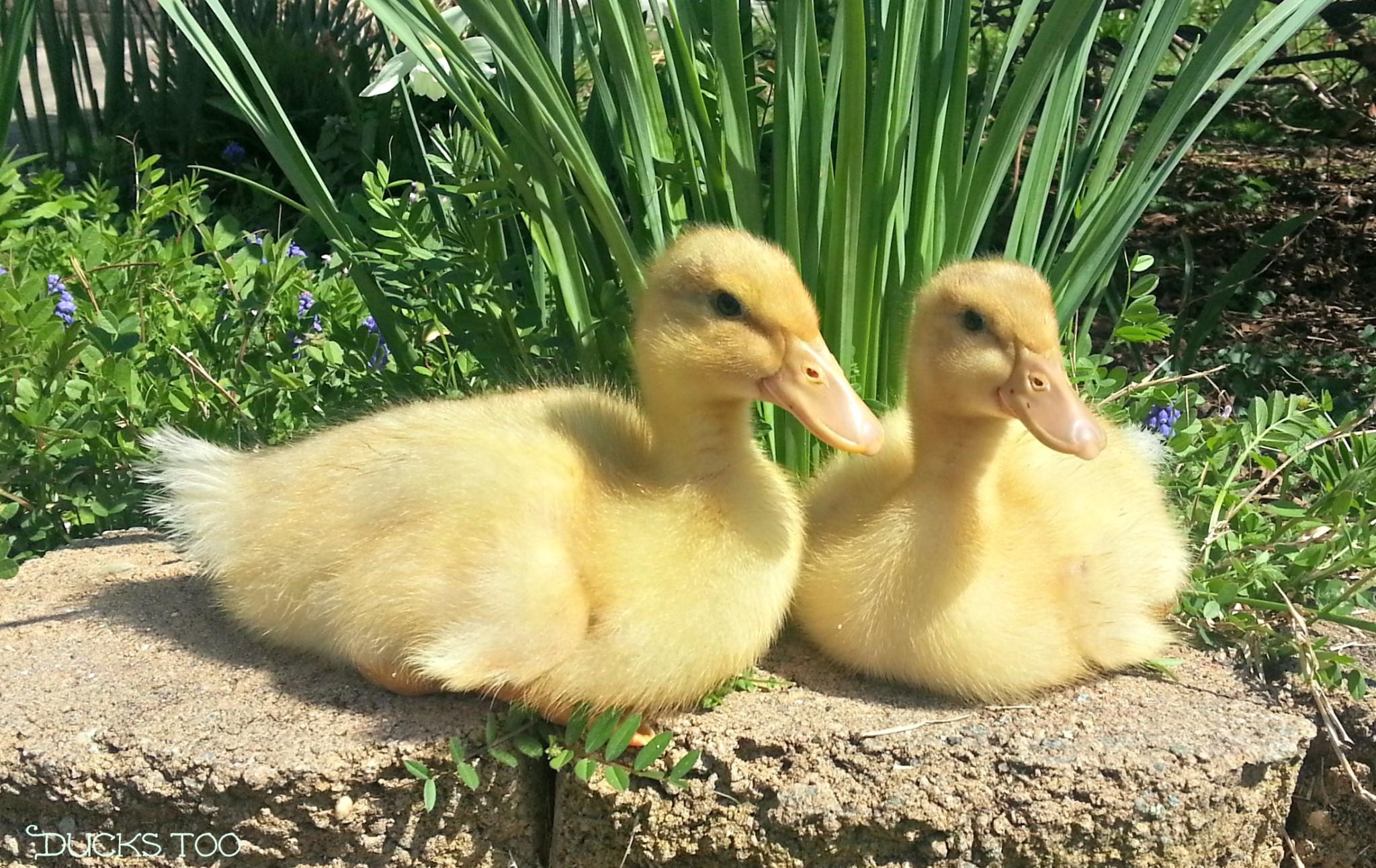Brooding Ducklings | The Scoop from the Coop
