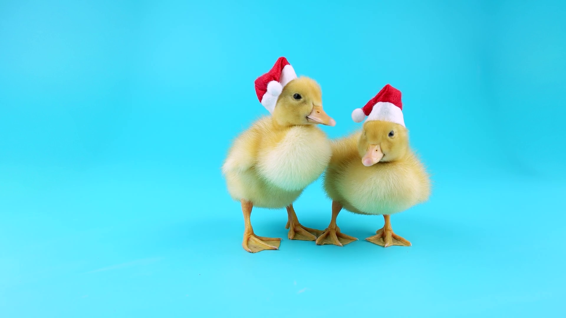 Funny ducklings in Christmas hats, ready to keying Stock Video ...