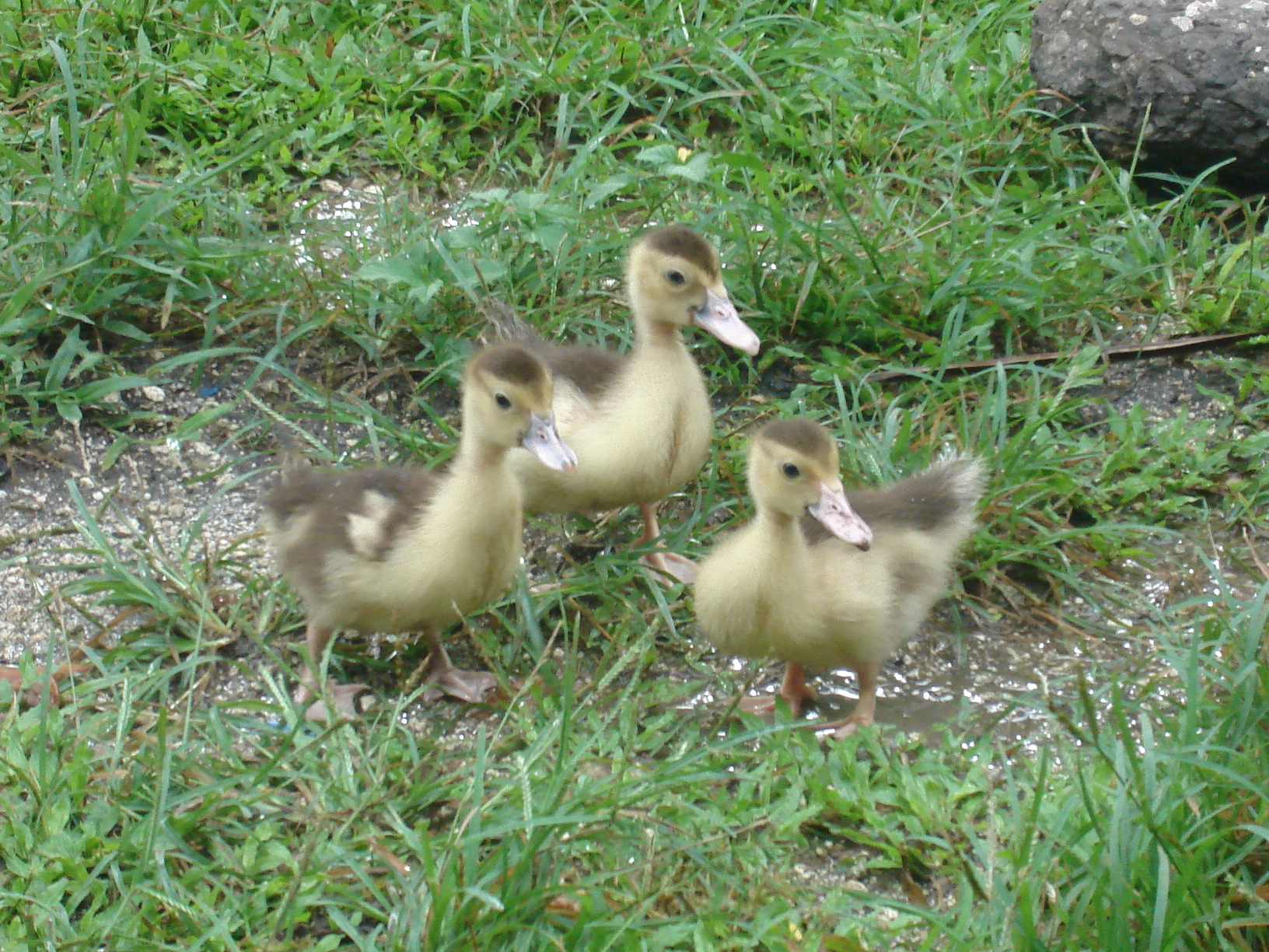 Ducklings photo