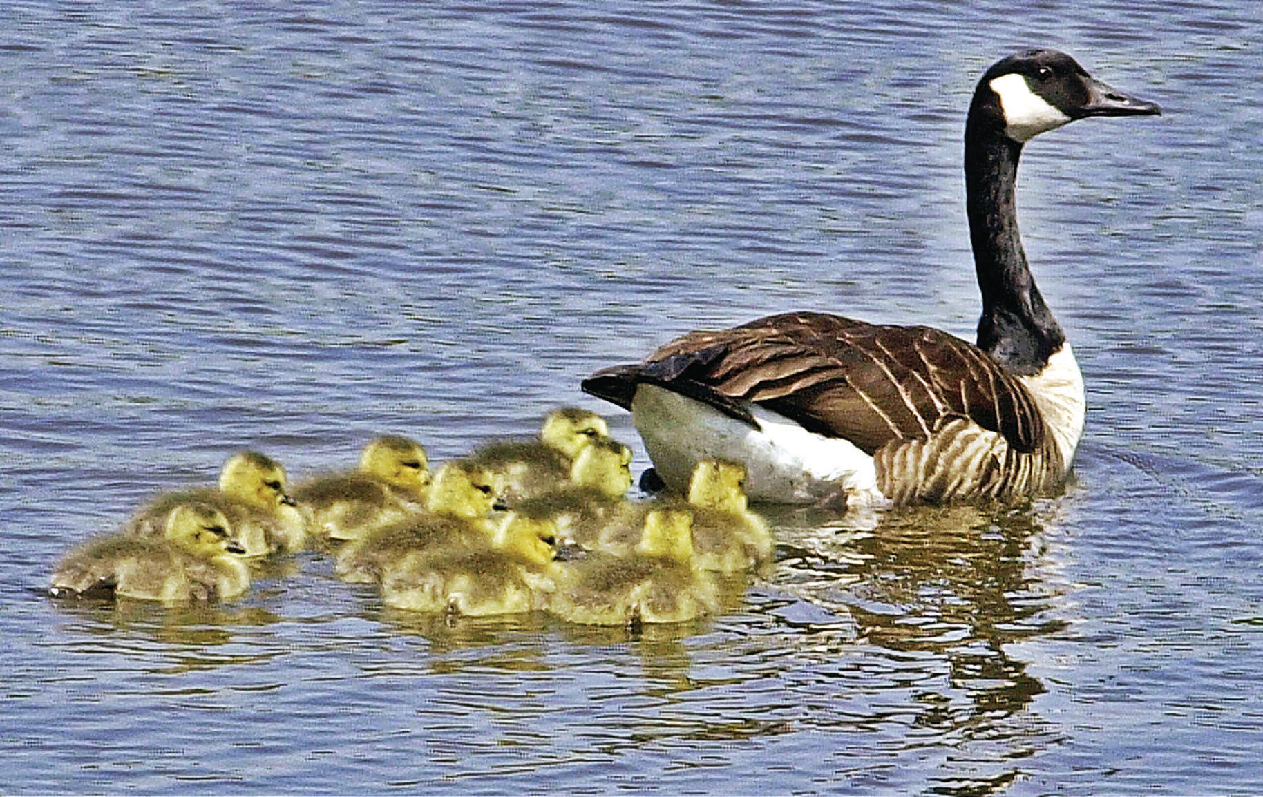 Thom Smith | Naturewatch: Lone mother goose spotted raising brood of ...