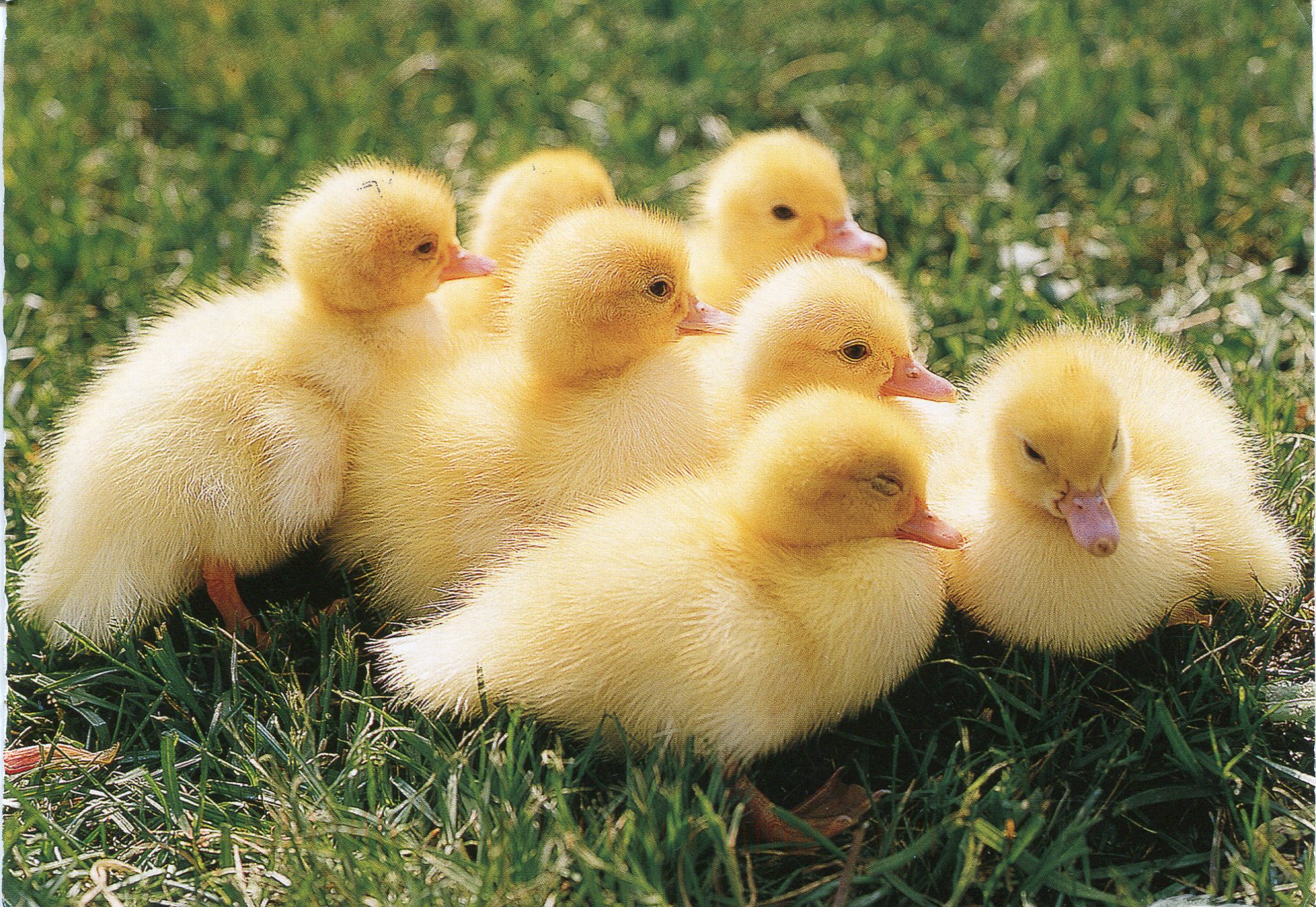 Ducklings | Remembering Letters and Postcards