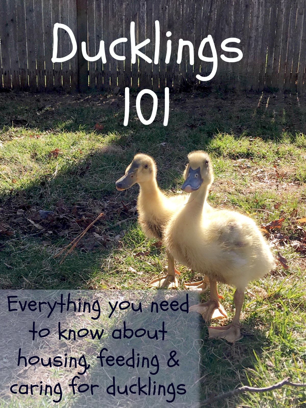 Ducklings 101 - The Cape Coop