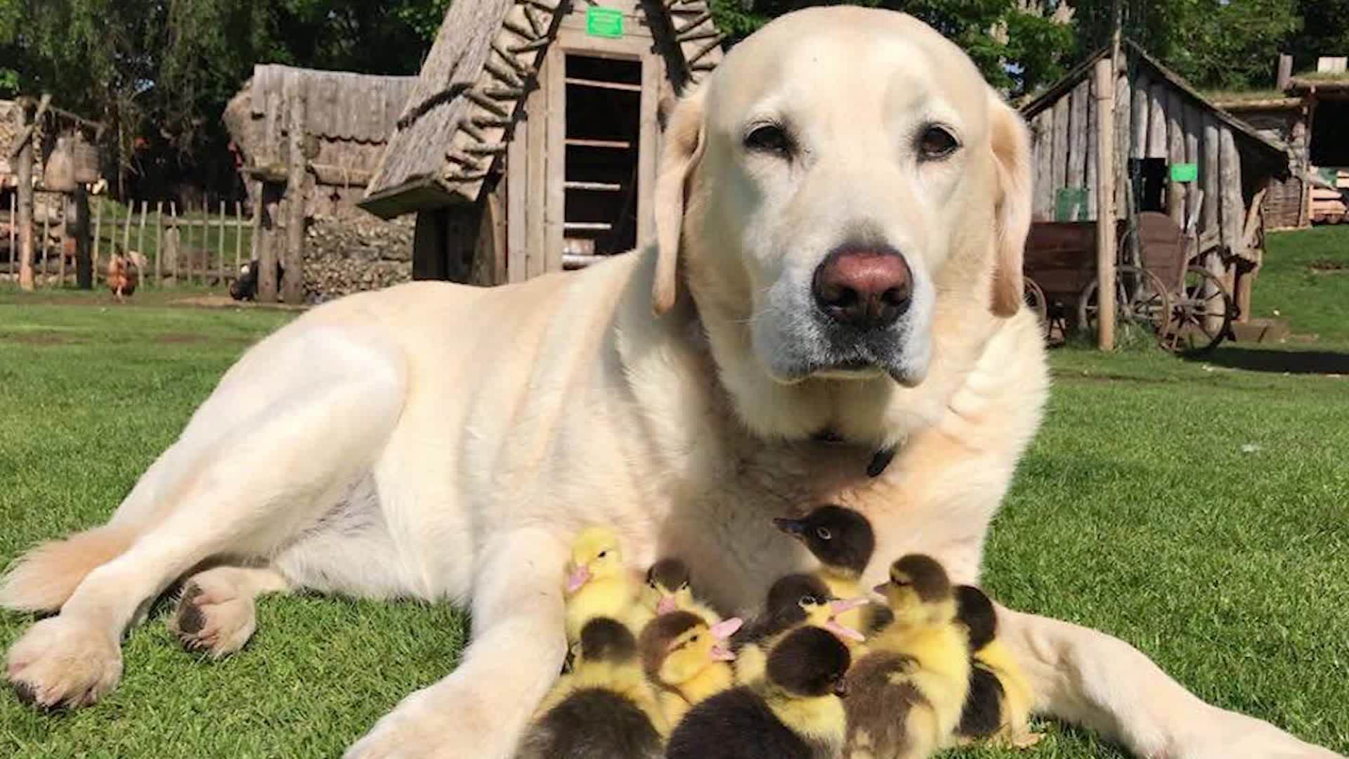 Dog 'adopted' nine ducklings - CNN Video