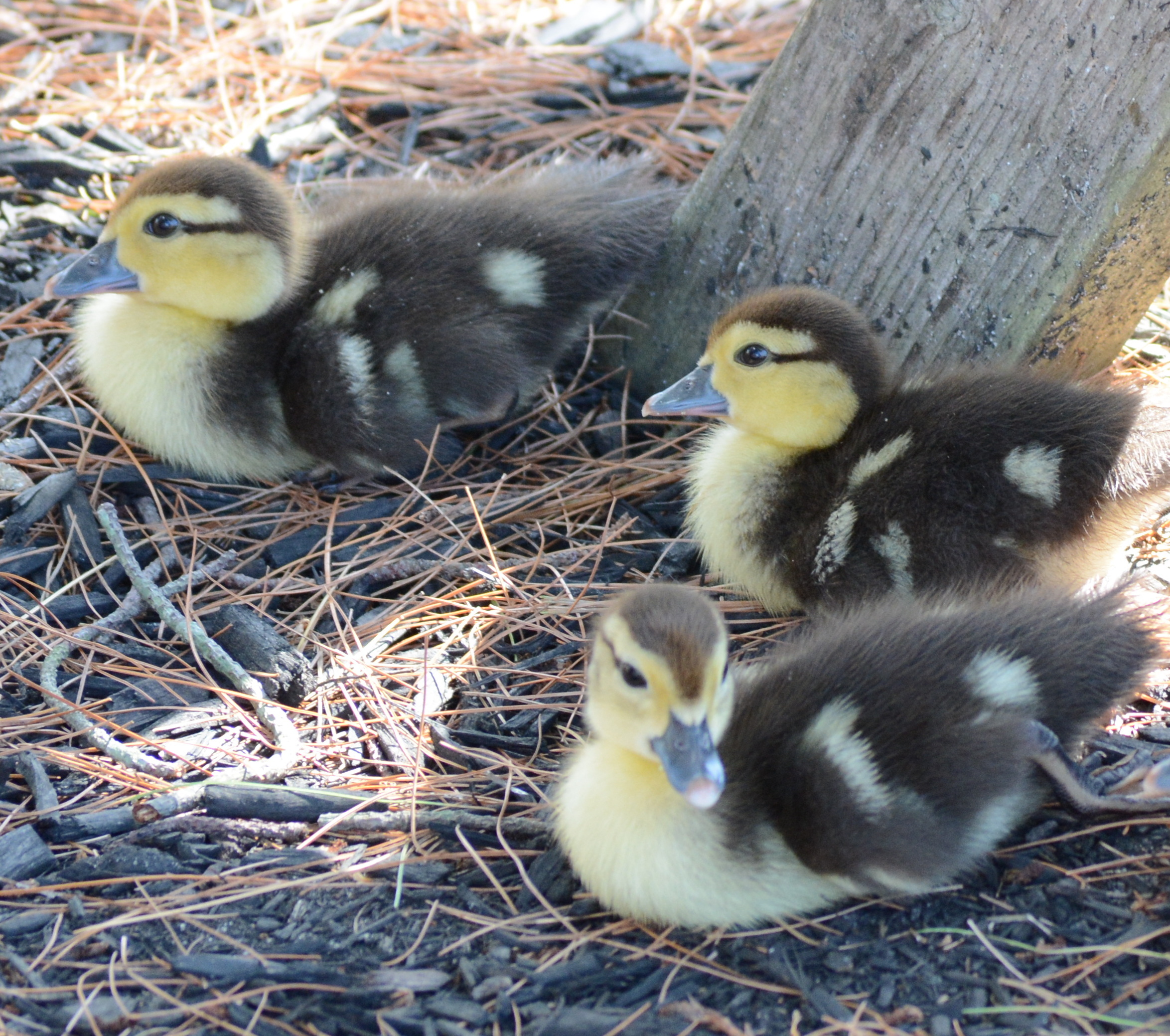 Ducklings, pato de corral y sus patitos